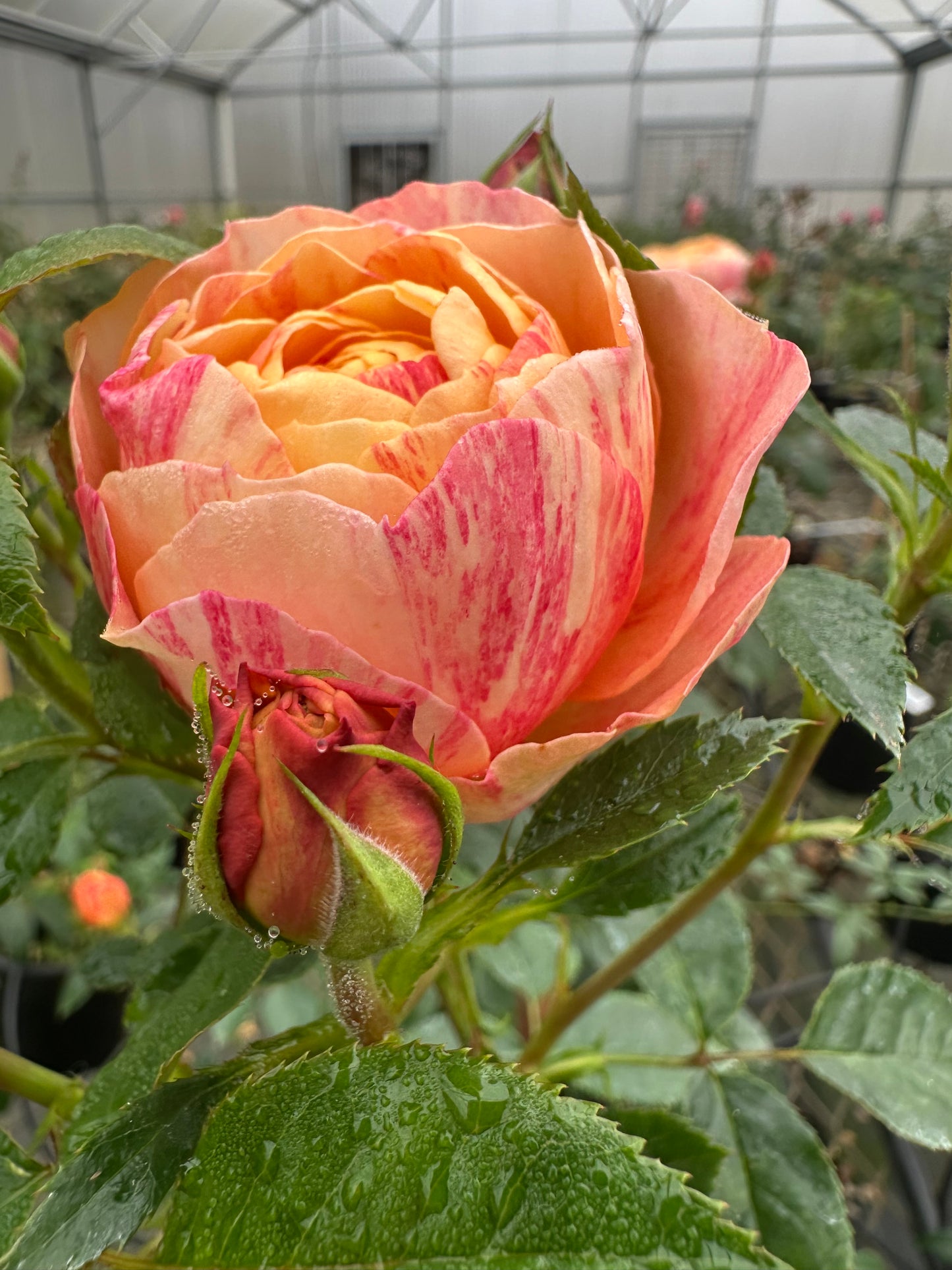 Juicy Terrazza Splash