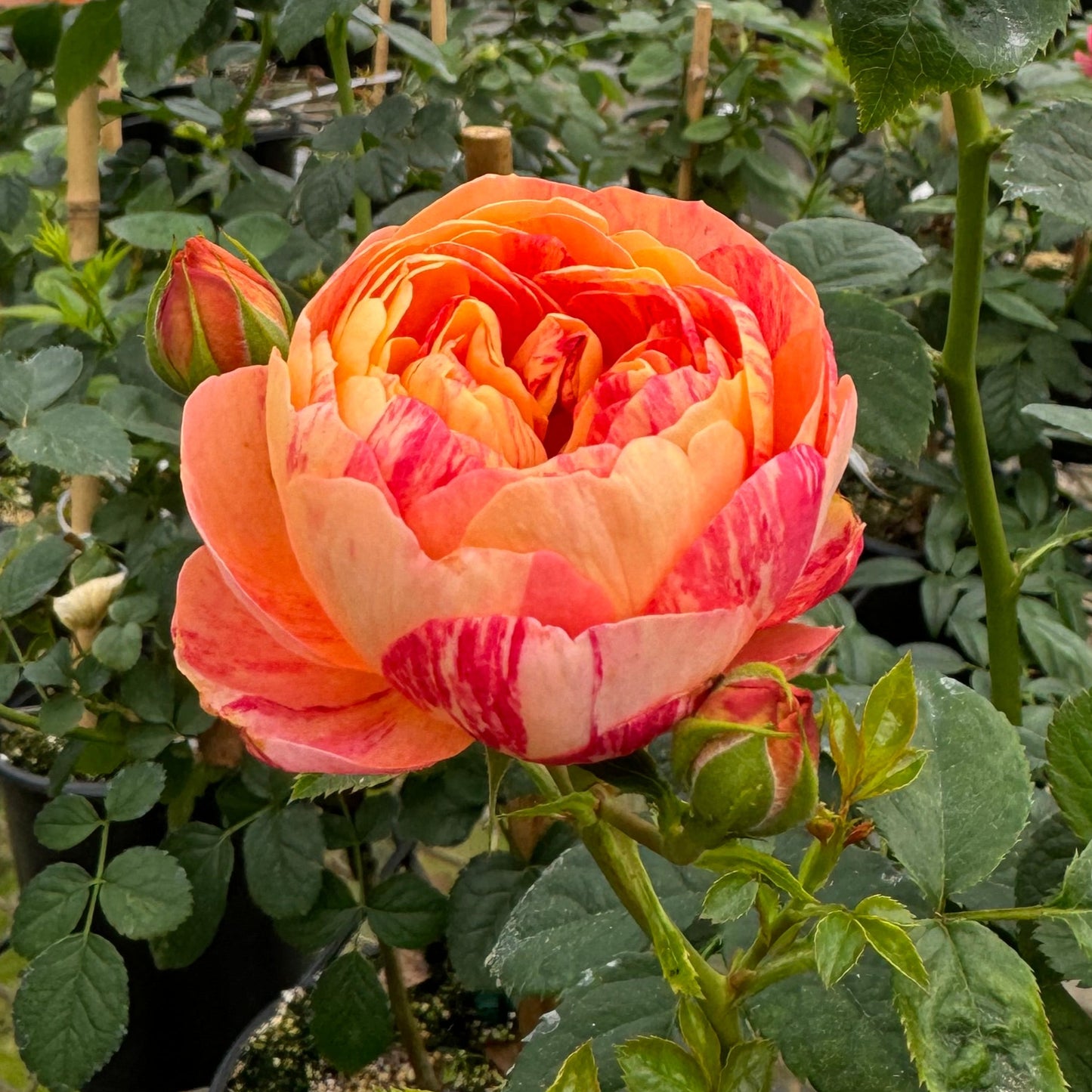 Juicy Terrazza Splash