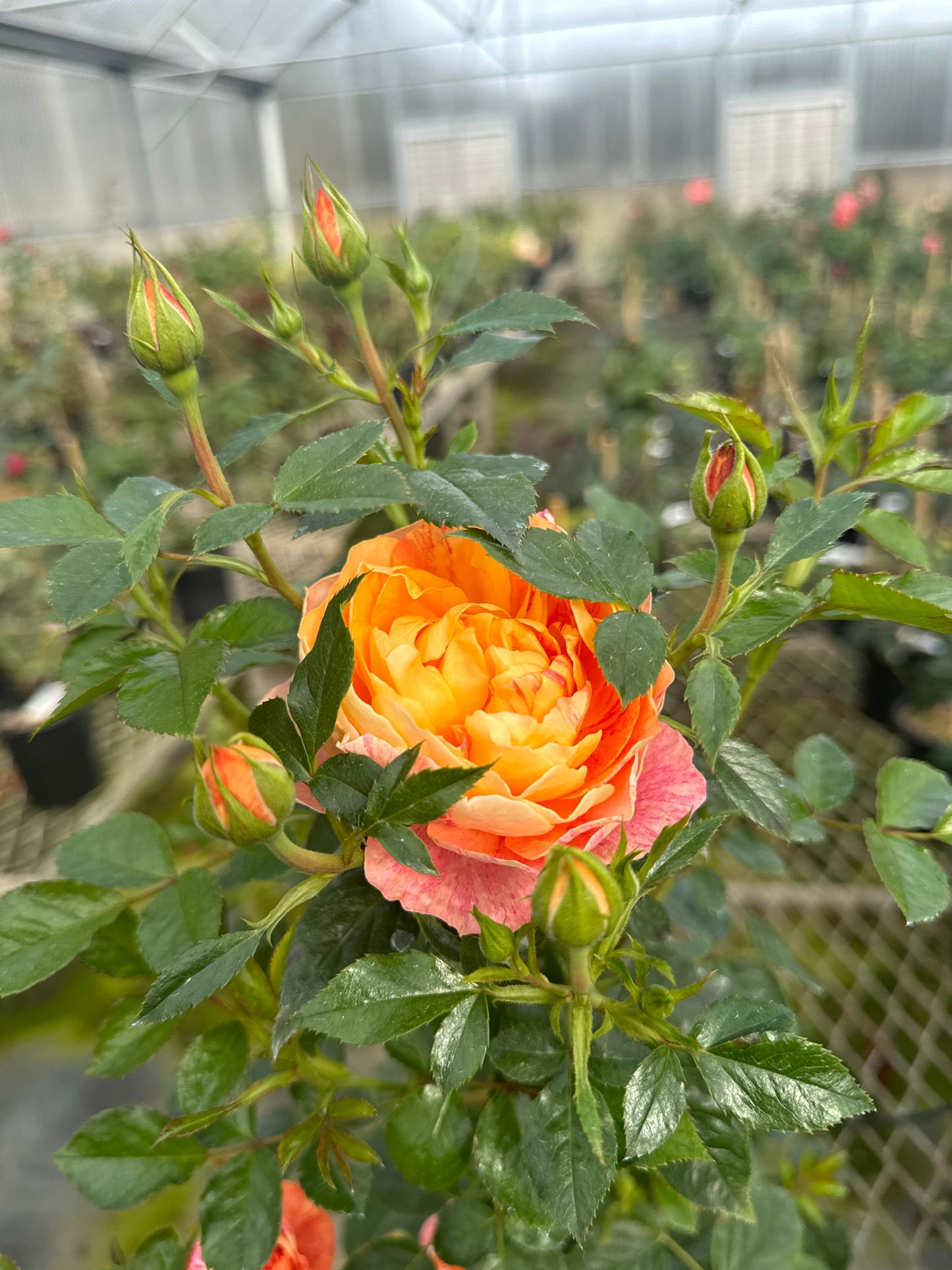 Juicy Terrazza Splash