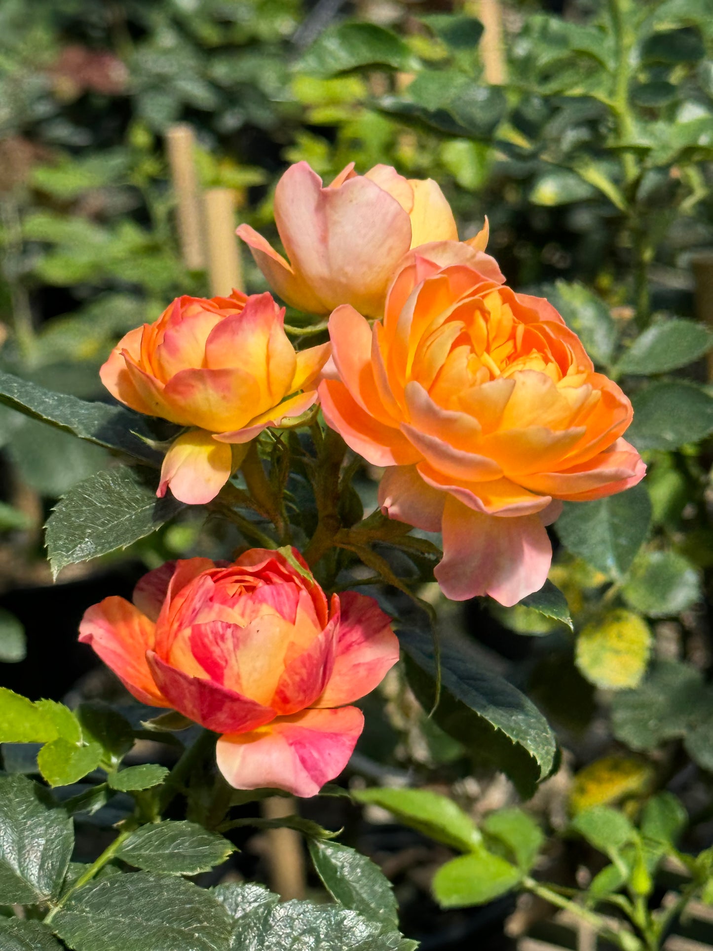 Juicy Terrazza Splash