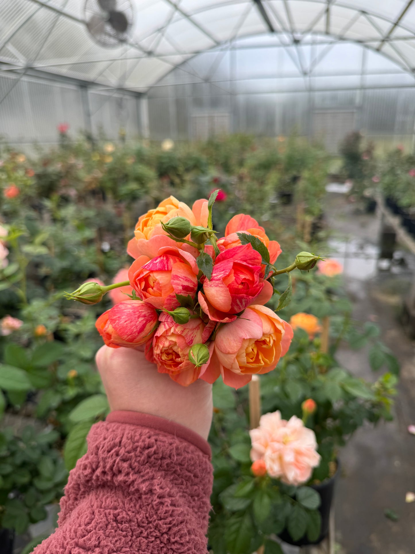 Juicy Terrazza Splash