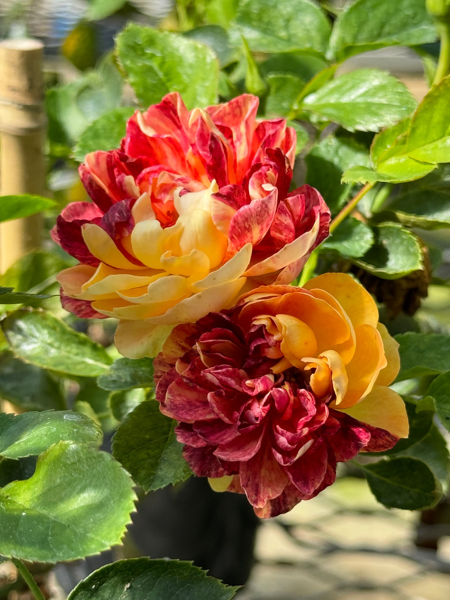 Juicy Terrazza Splash