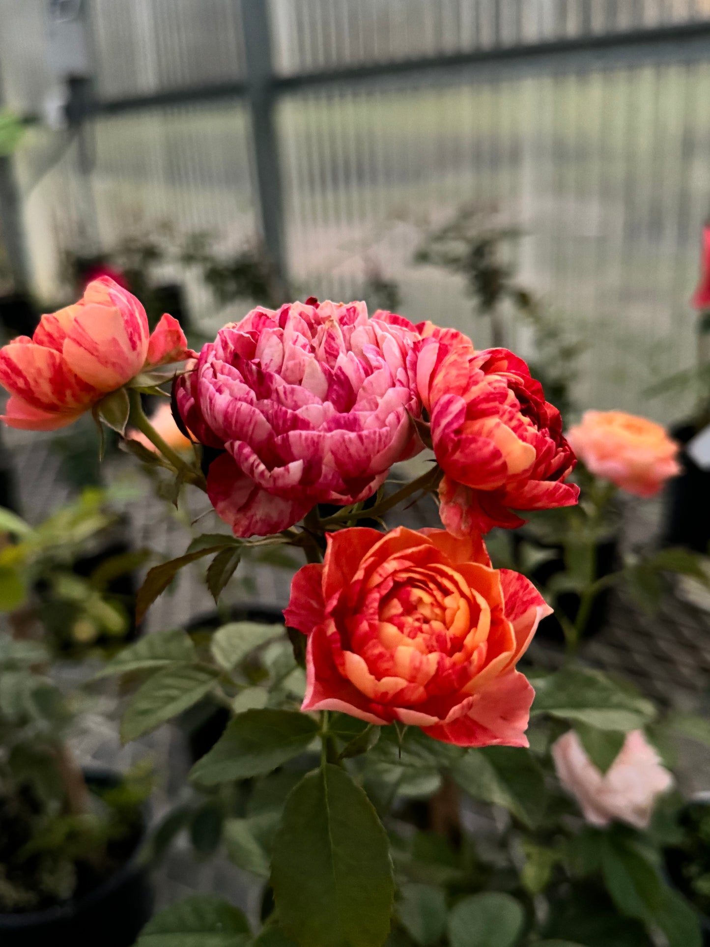 Juicy Terrazza Splash