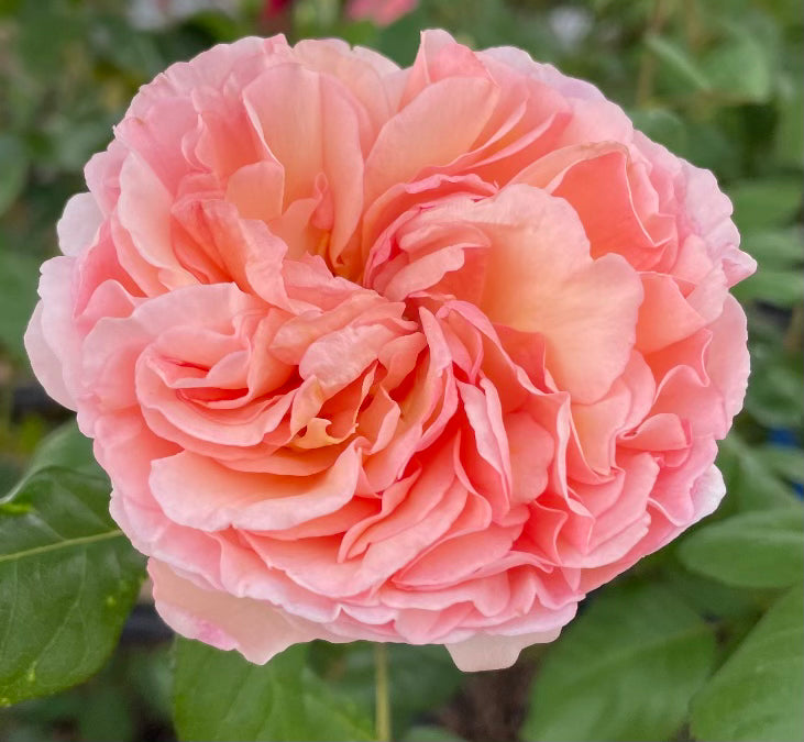 Abraham Darby