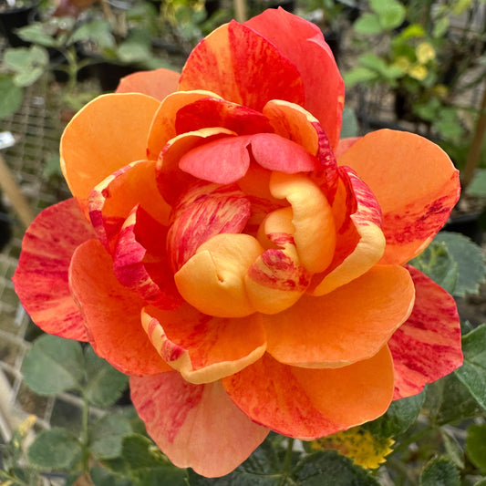 Juicy Terrazza Splash