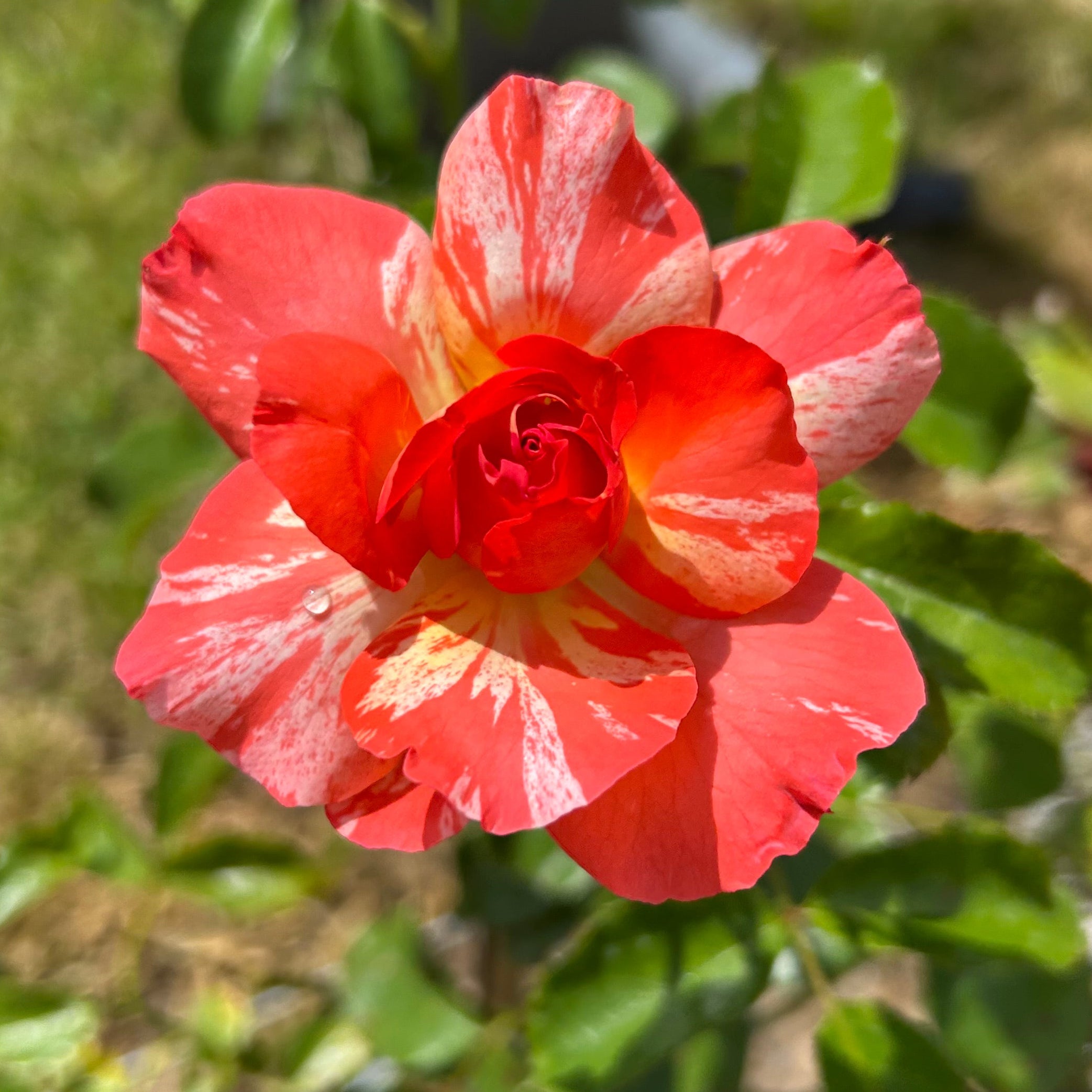 Alfred Sisley – Nelson's Southern Roses