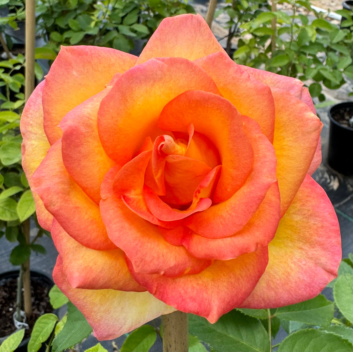 Red Roses Nelson Collections – Nelson's Southern Roses