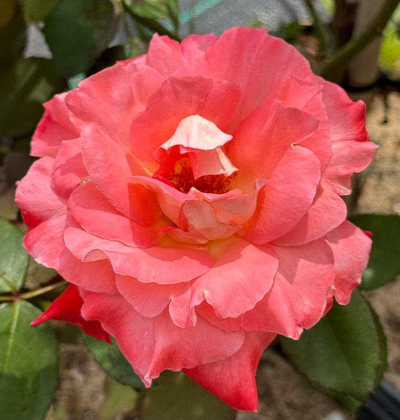 Brigadoon – Nelson's Southern Roses