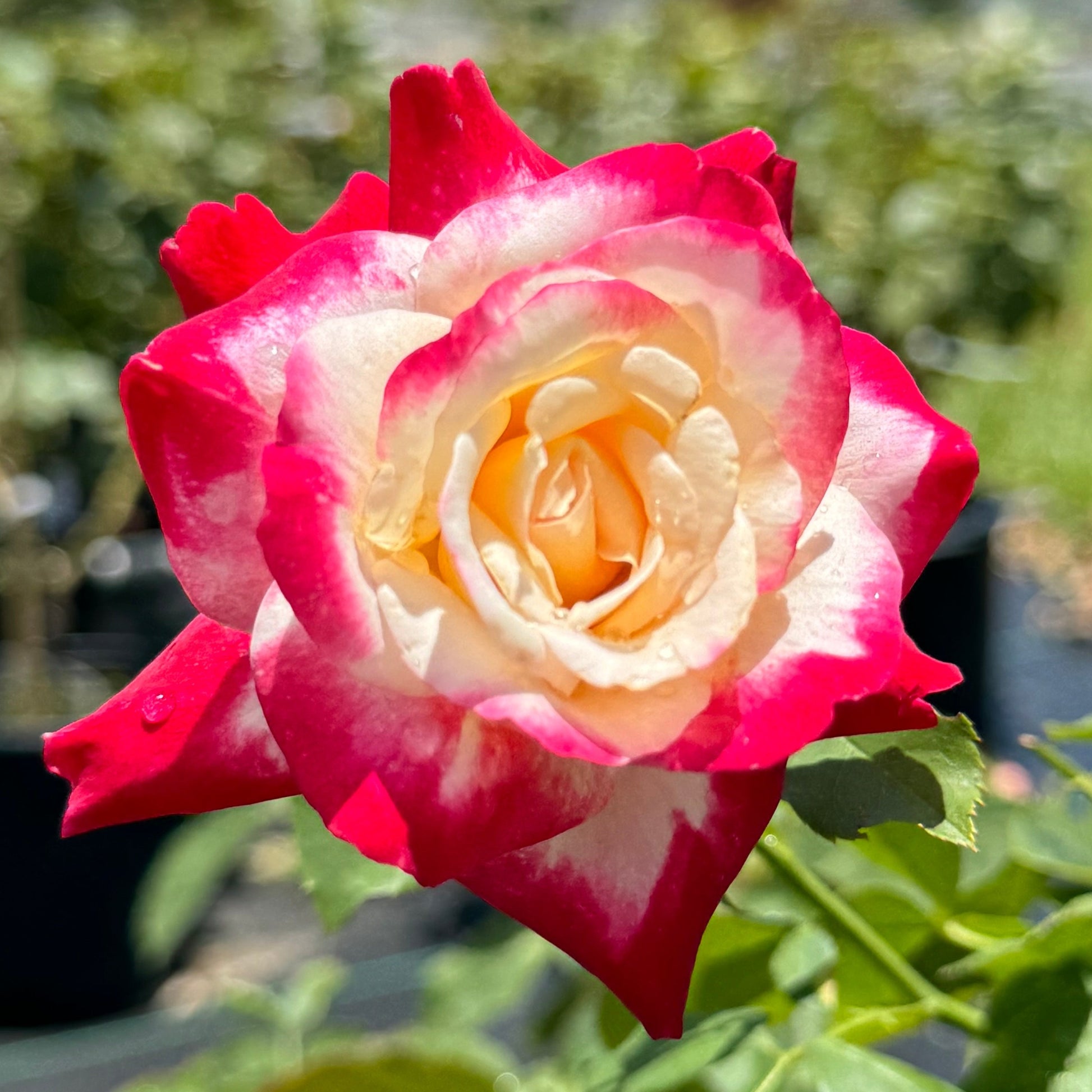 double delight rose seeds Double Delight