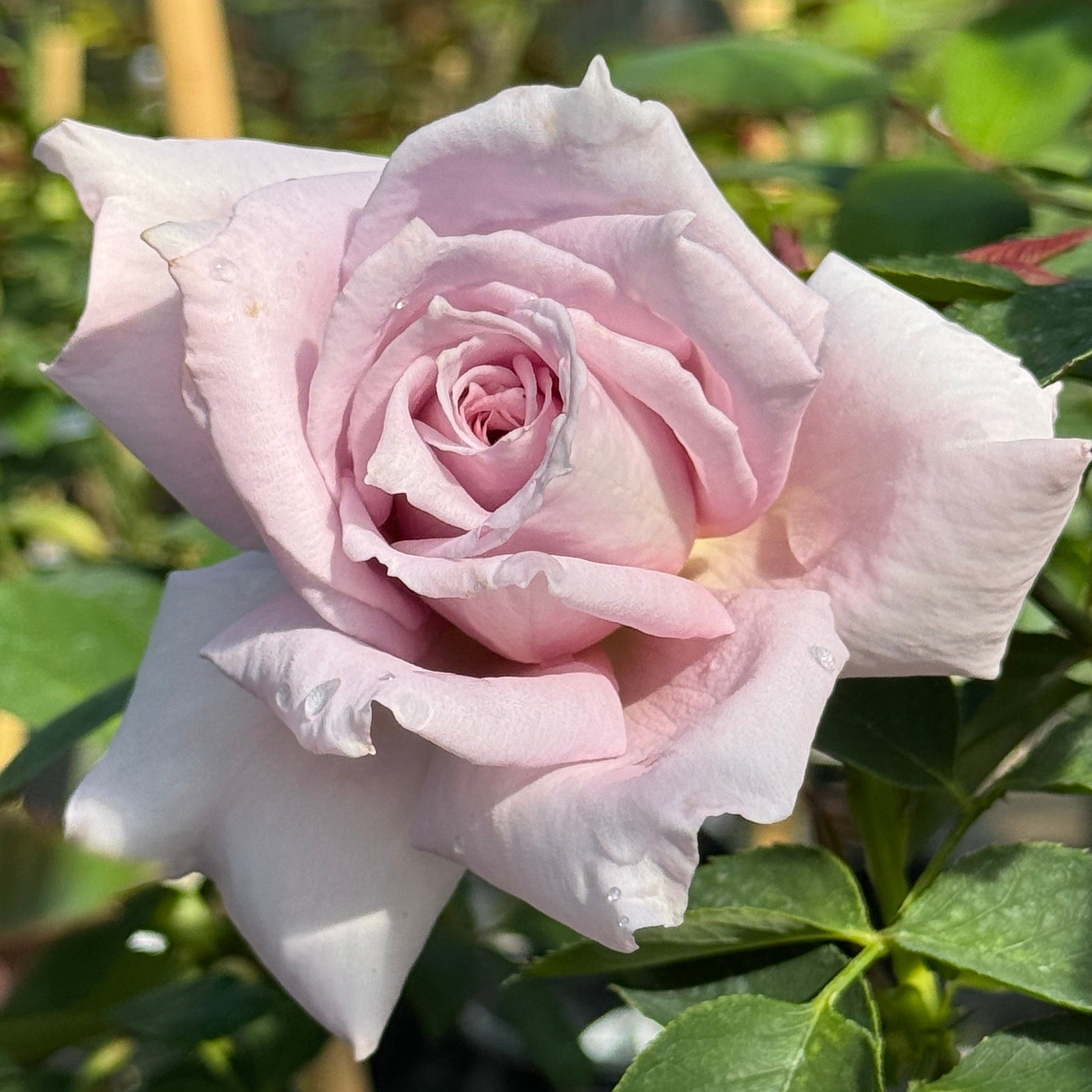 Lady X – Nelson's Southern Roses