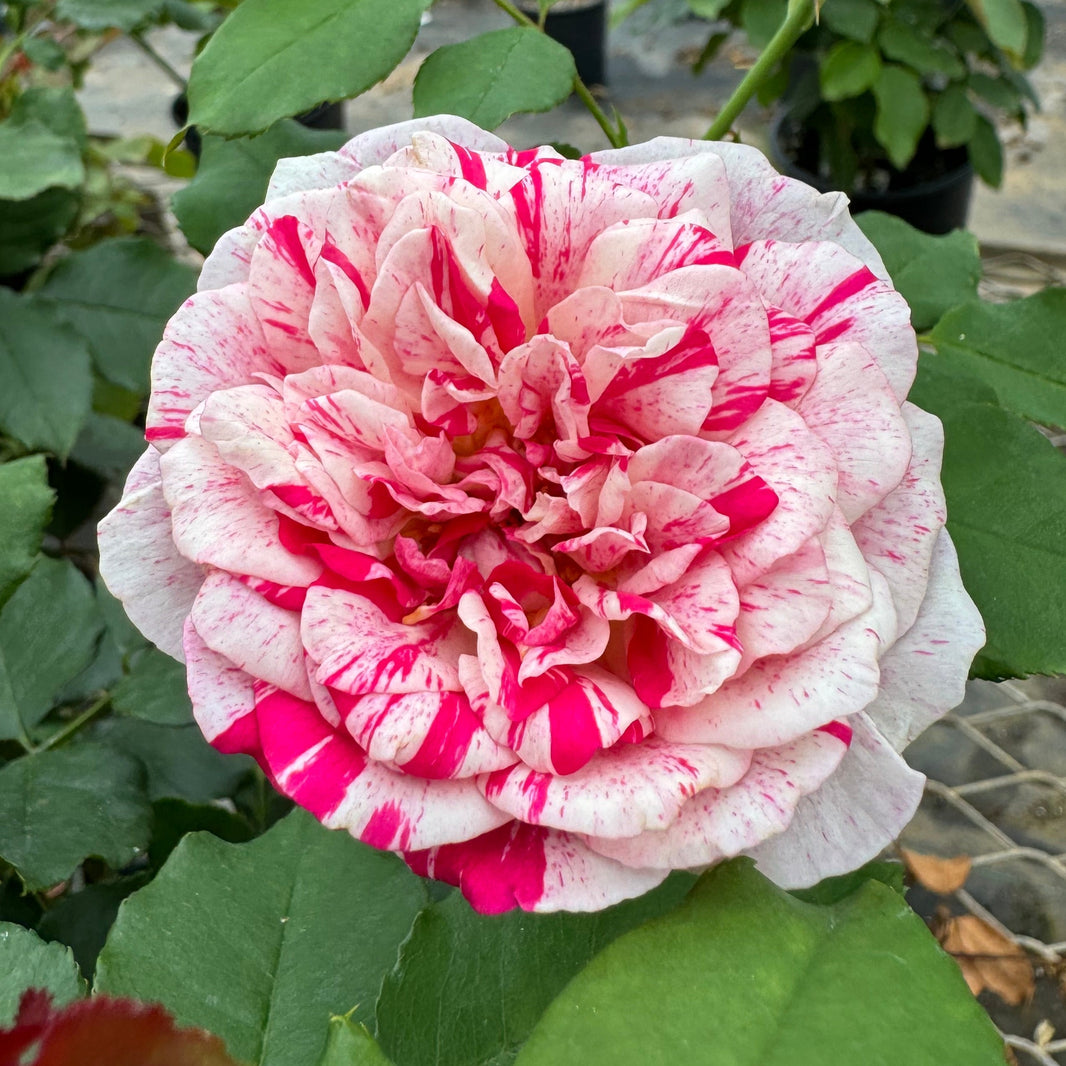 Roses grafted on Fortuniana Rootstock – Nelson's Southern Roses