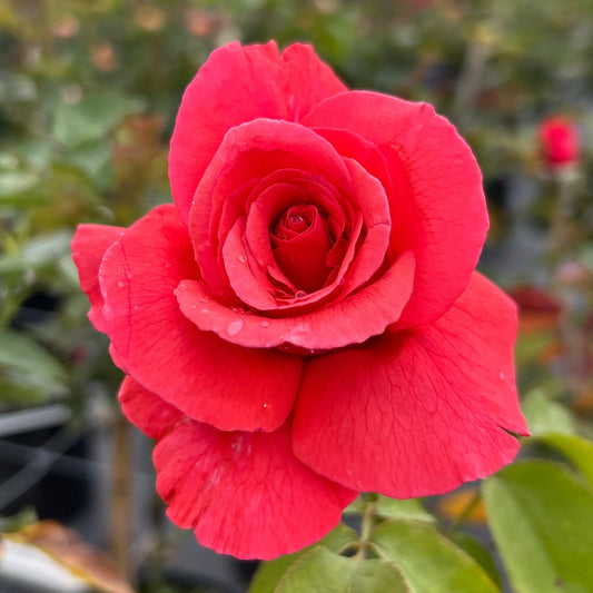 Fragrant Cloud