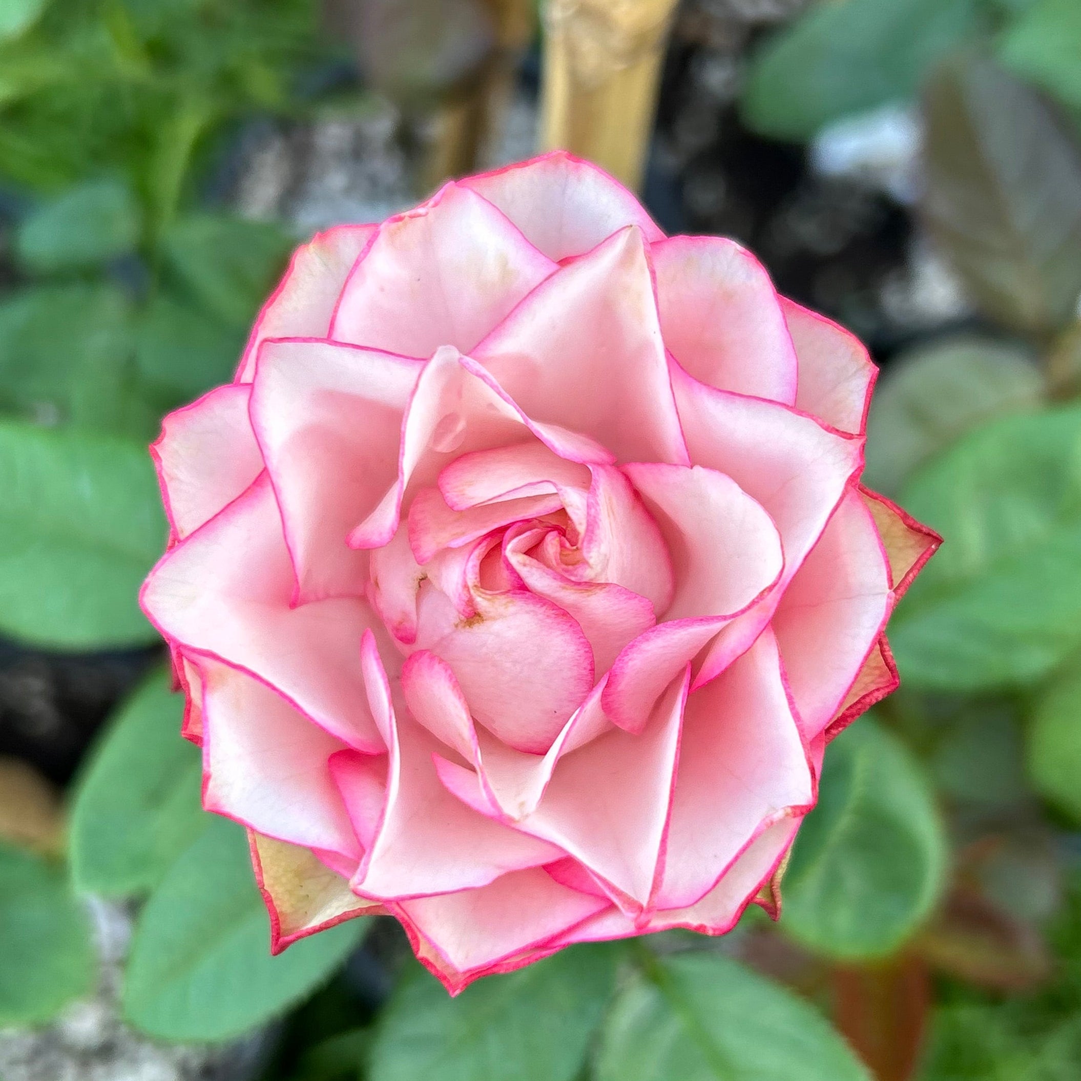 Pink Carousel Roses Carousel – Nelson's Southern Roses