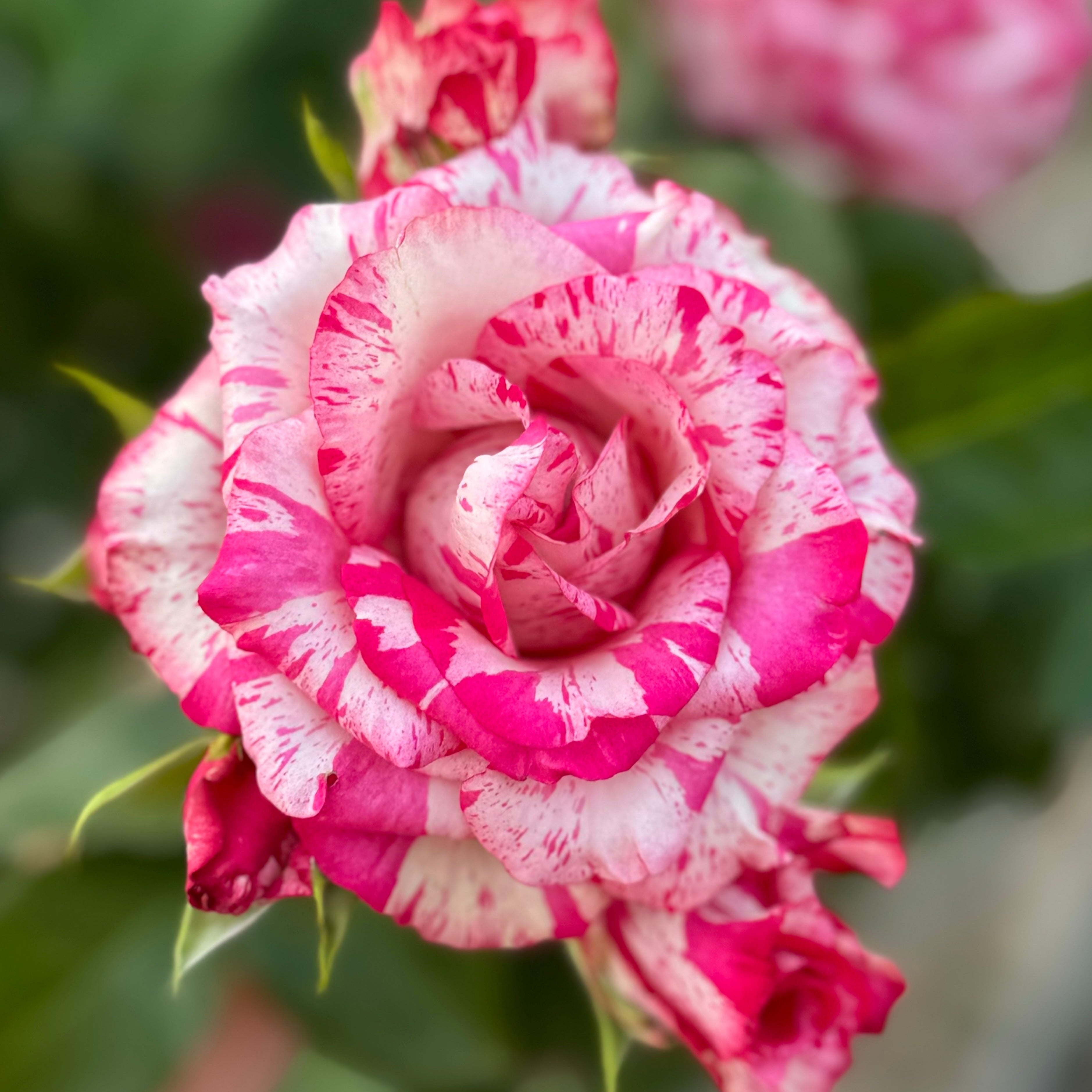 Magic Times – Nelson's Southern Roses