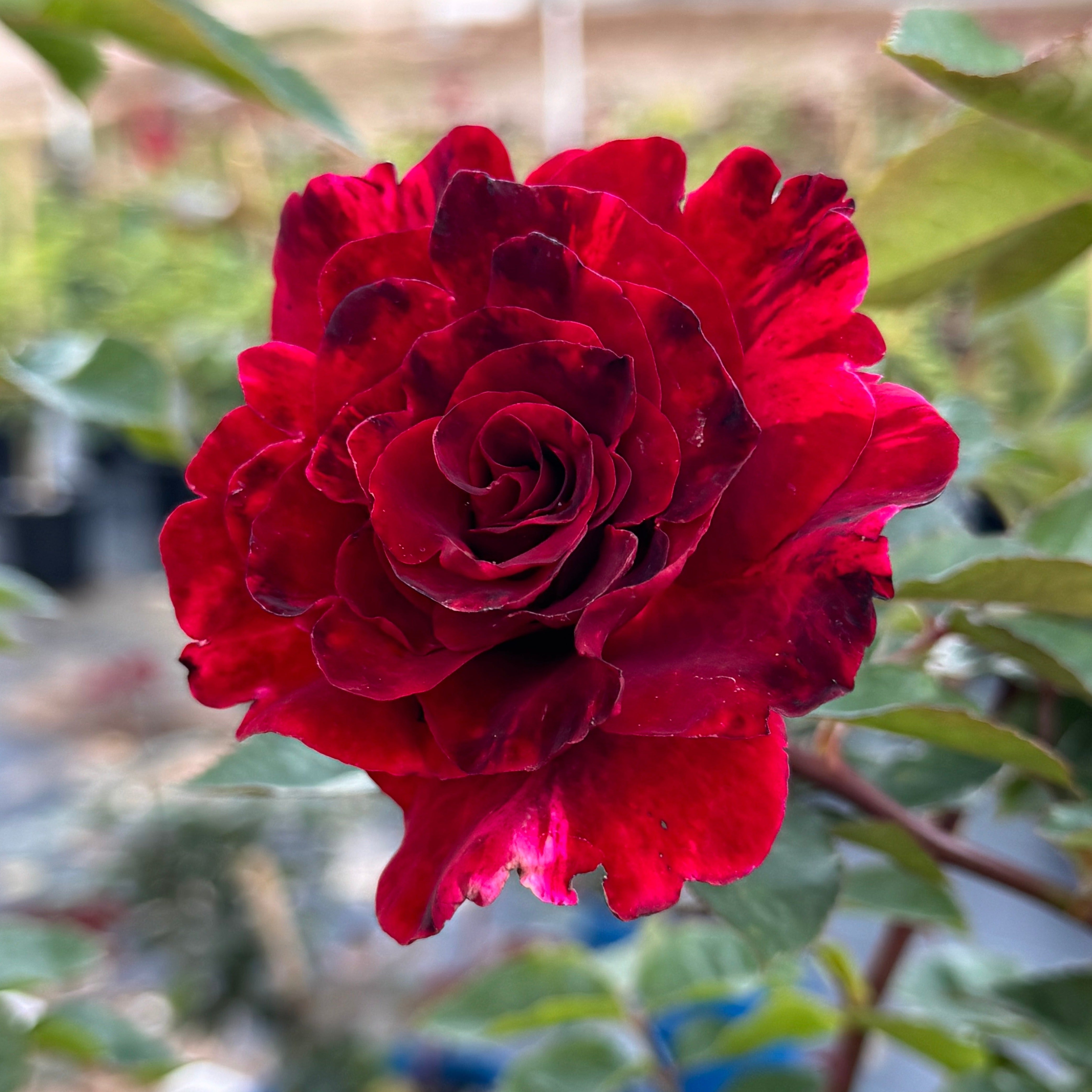 A Night of Magic – Nelson's Southern Roses