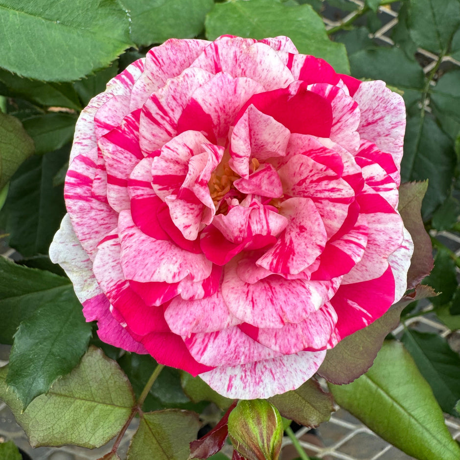 Red Roses Nelson Roses grafted on Fortuniana Rootstock – Nelson's Southern Roses