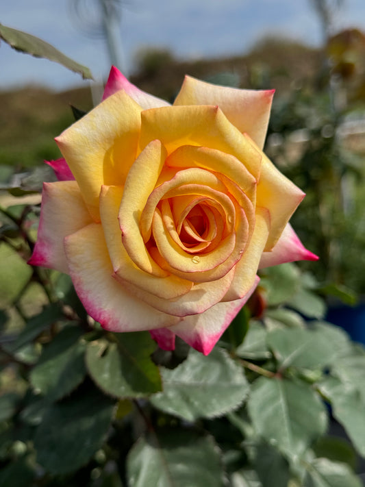 Red Roses Nelson Products – Nelson's Southern Roses