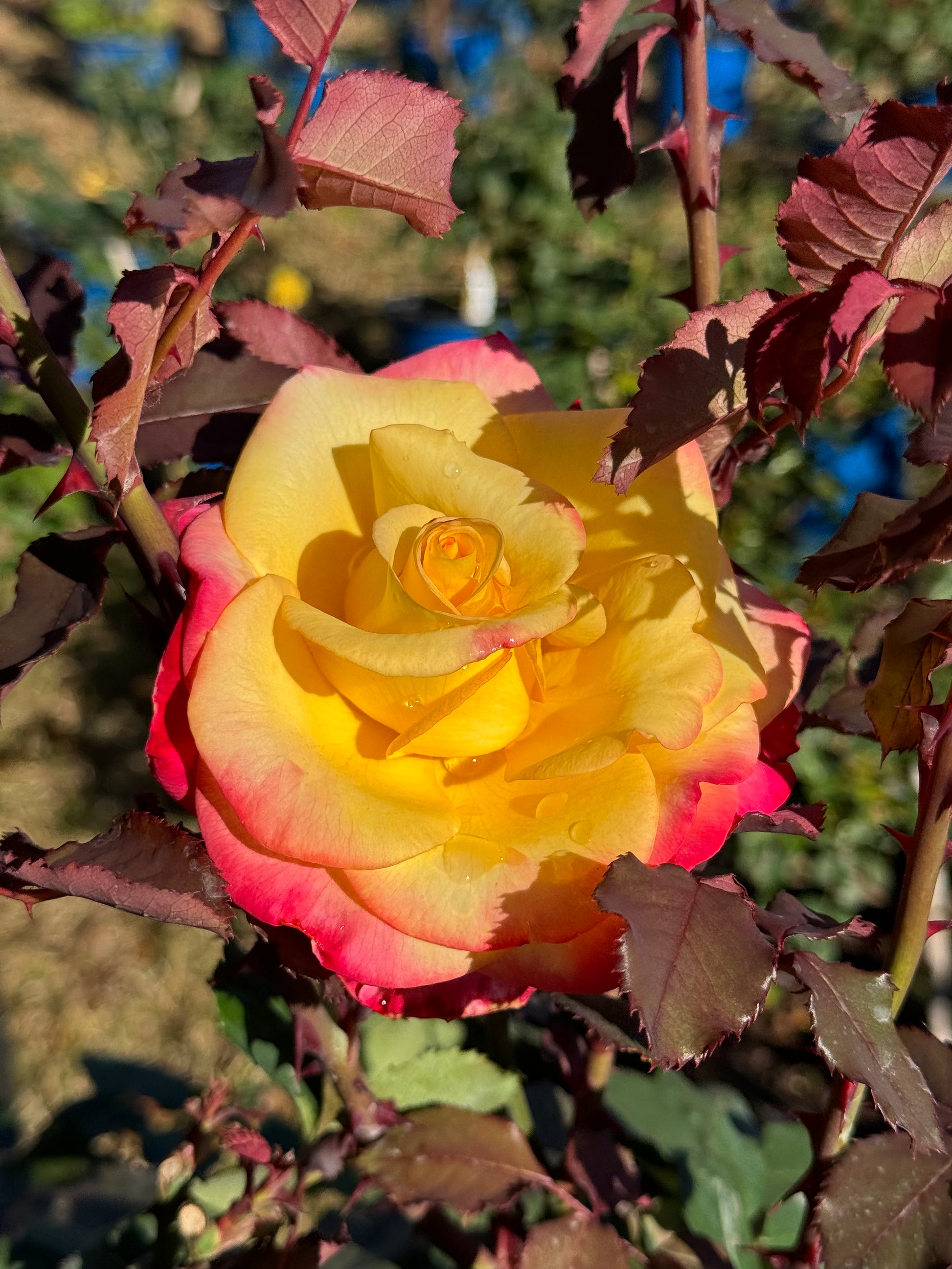 Red Roses Nelson Dream Come True – Nelson's Southern Roses
