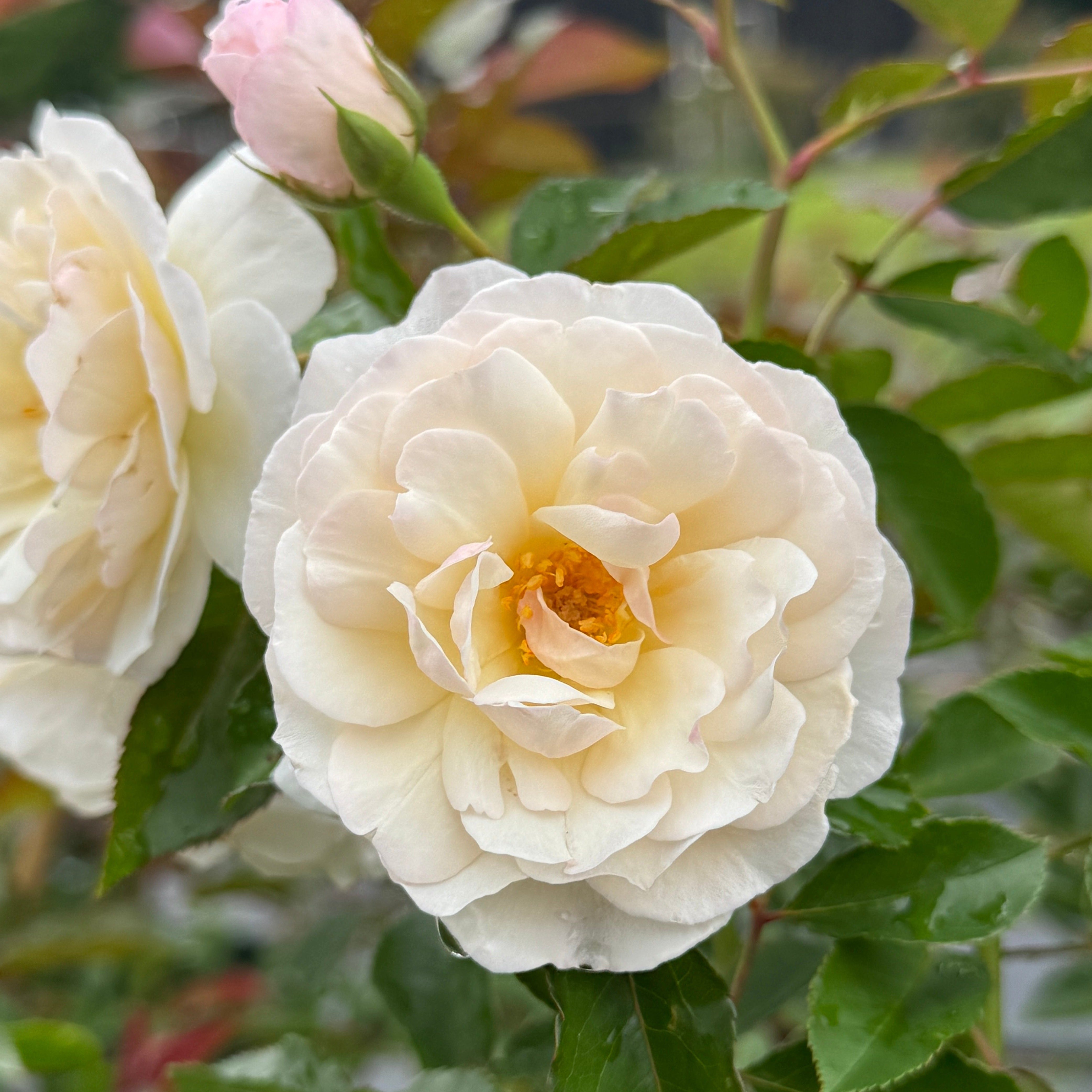 Red Roses Nelson Climbers – Nelson's Southern Roses