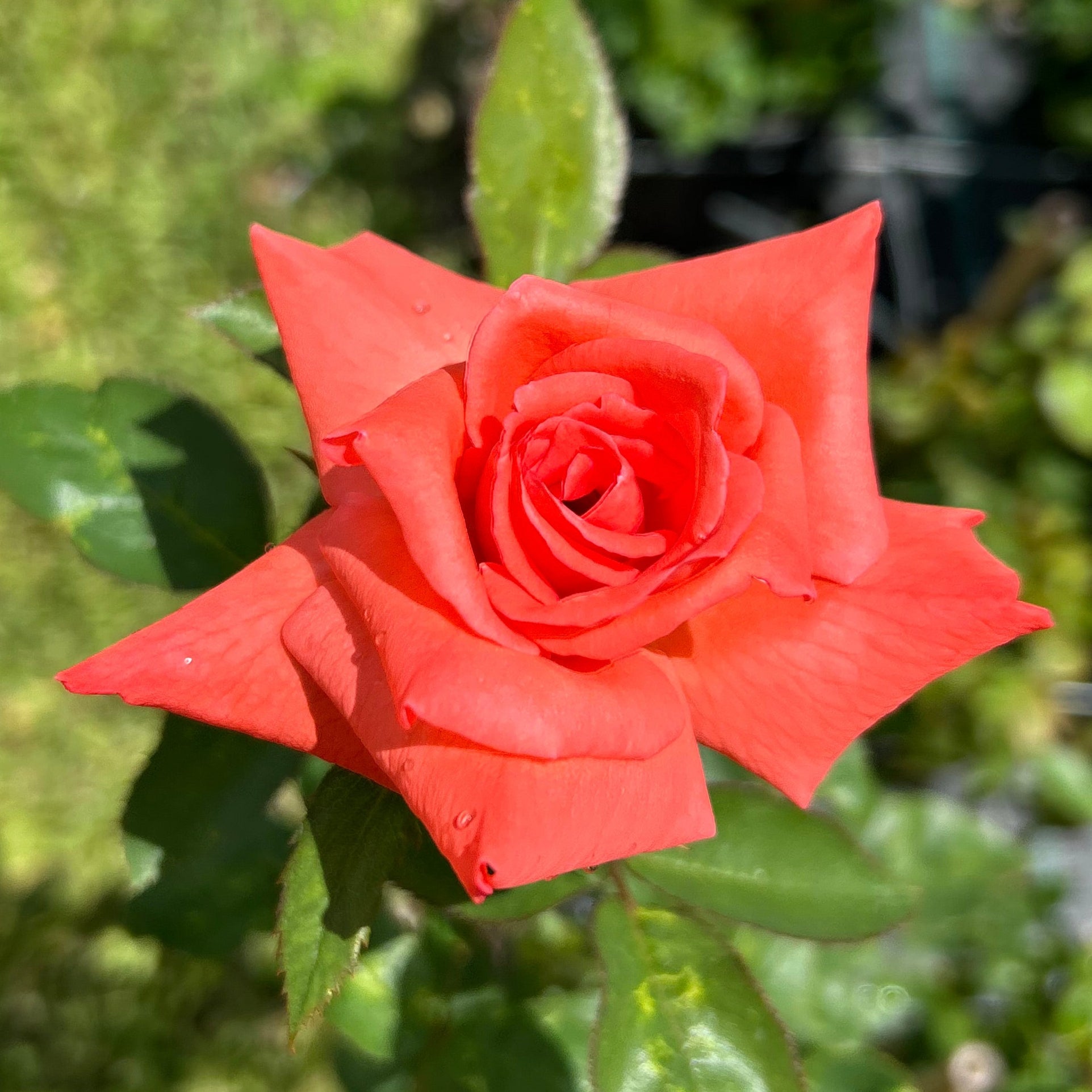Tropicana – Nelson's Southern Roses