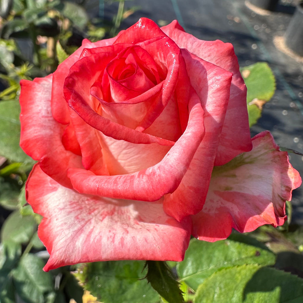Red Roses Nelson Orange Intuition – Nelson's Southern Roses