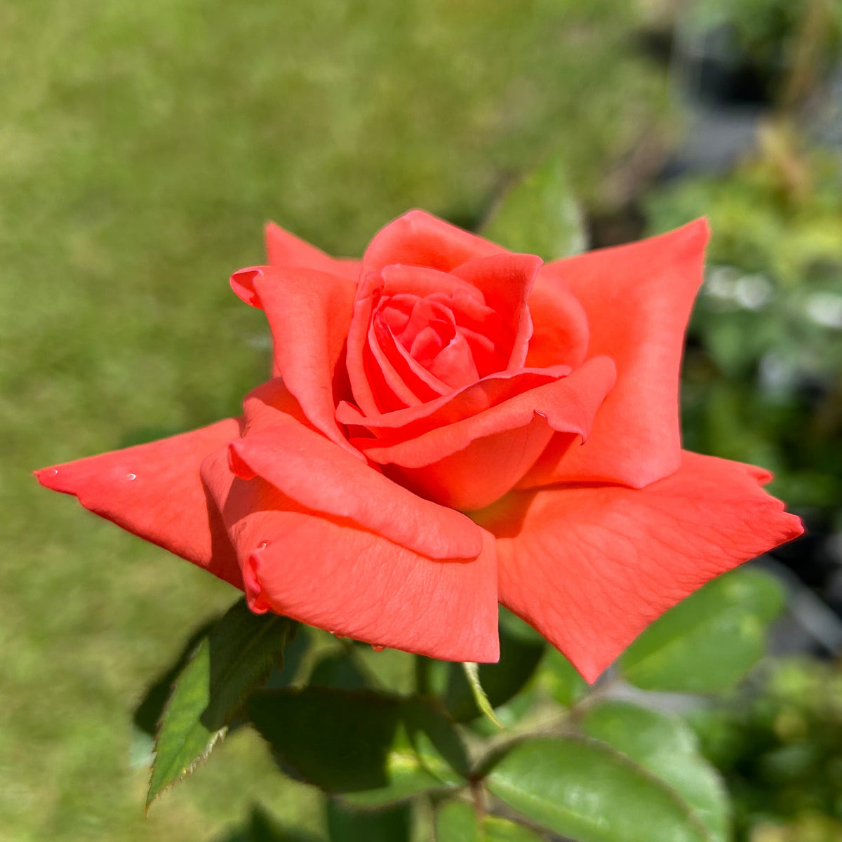 Red Roses Nelson Tropicana – Nelson's Southern Roses