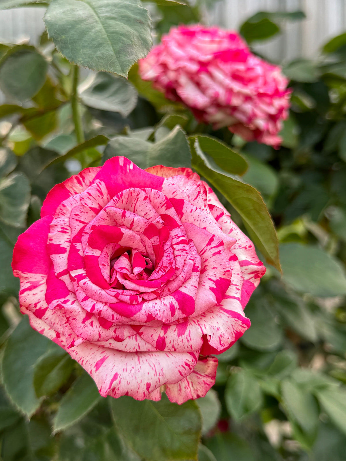 Southern Roses Notes Magic Times – Nelson's Southern Roses
