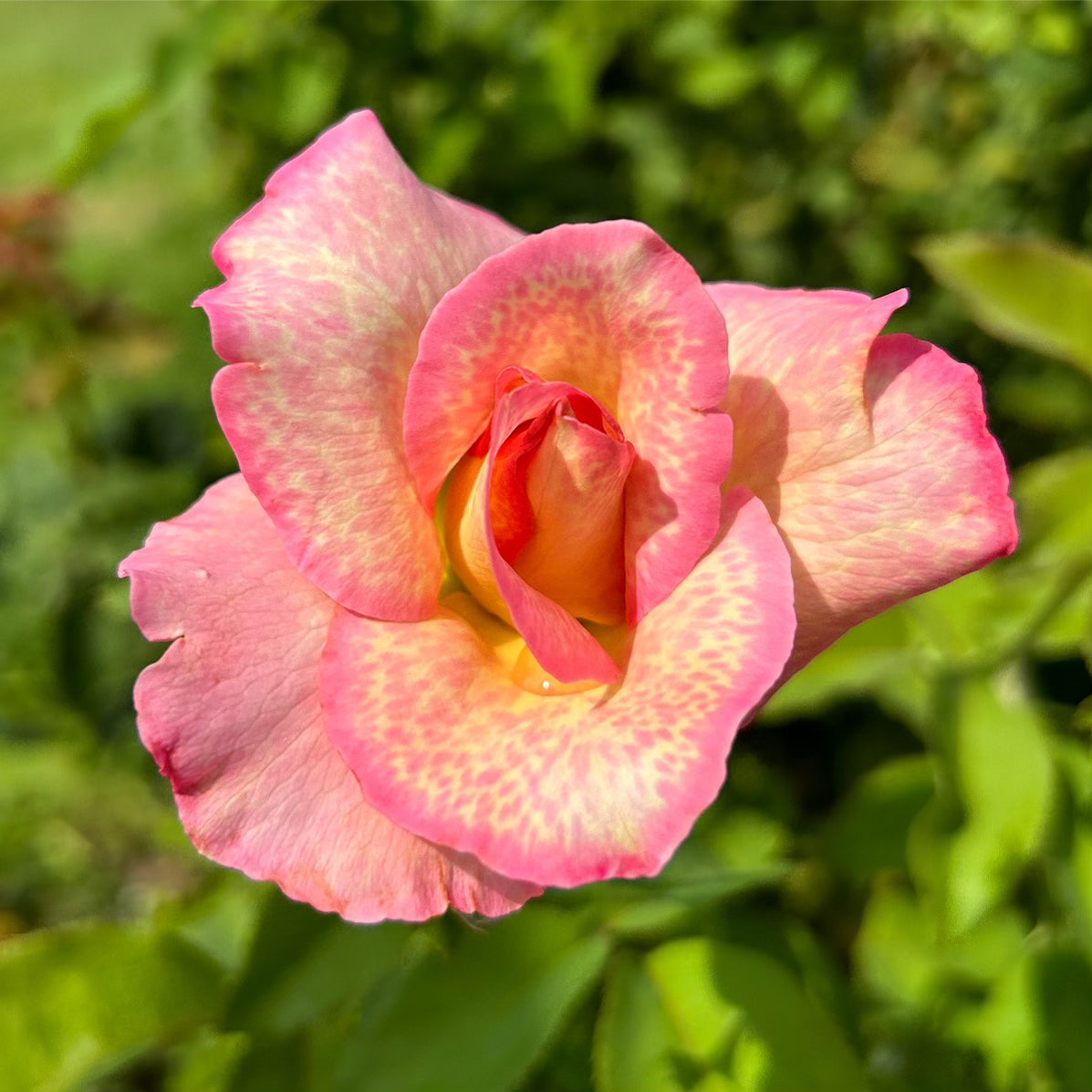 Southern Roses Notes Papa Nelson – Nelson's Southern Roses