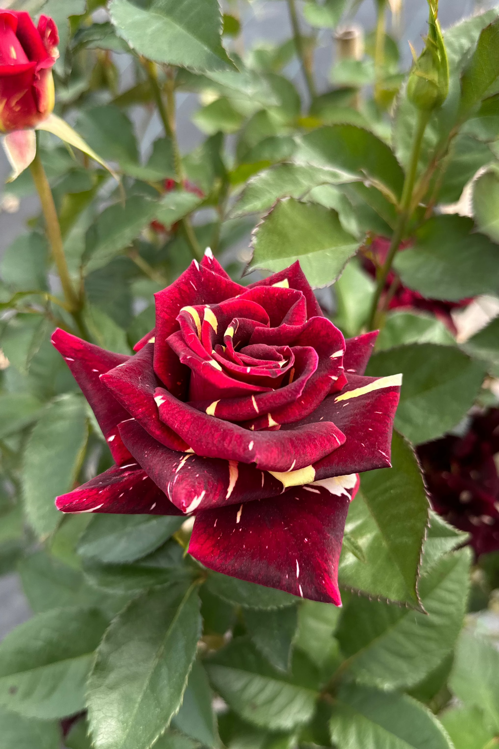 abracadabra rose seeds Abracadabra