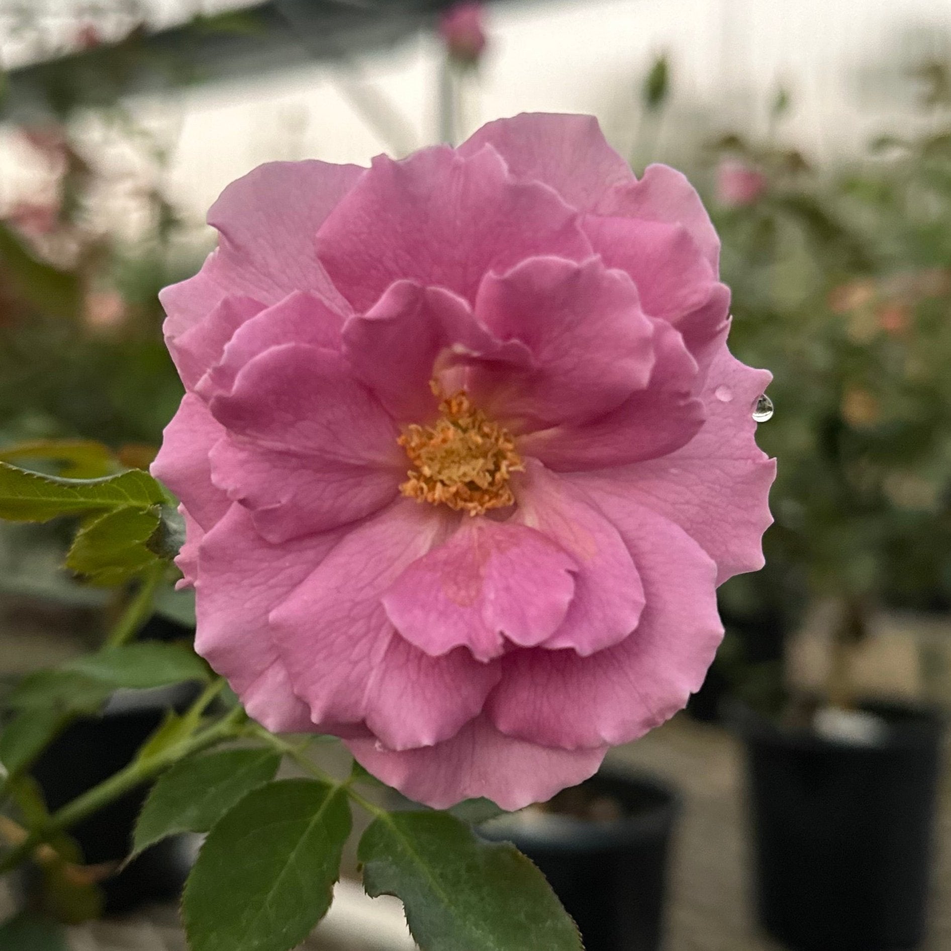 Red Roses Nelson Products – Nelson's Southern Roses