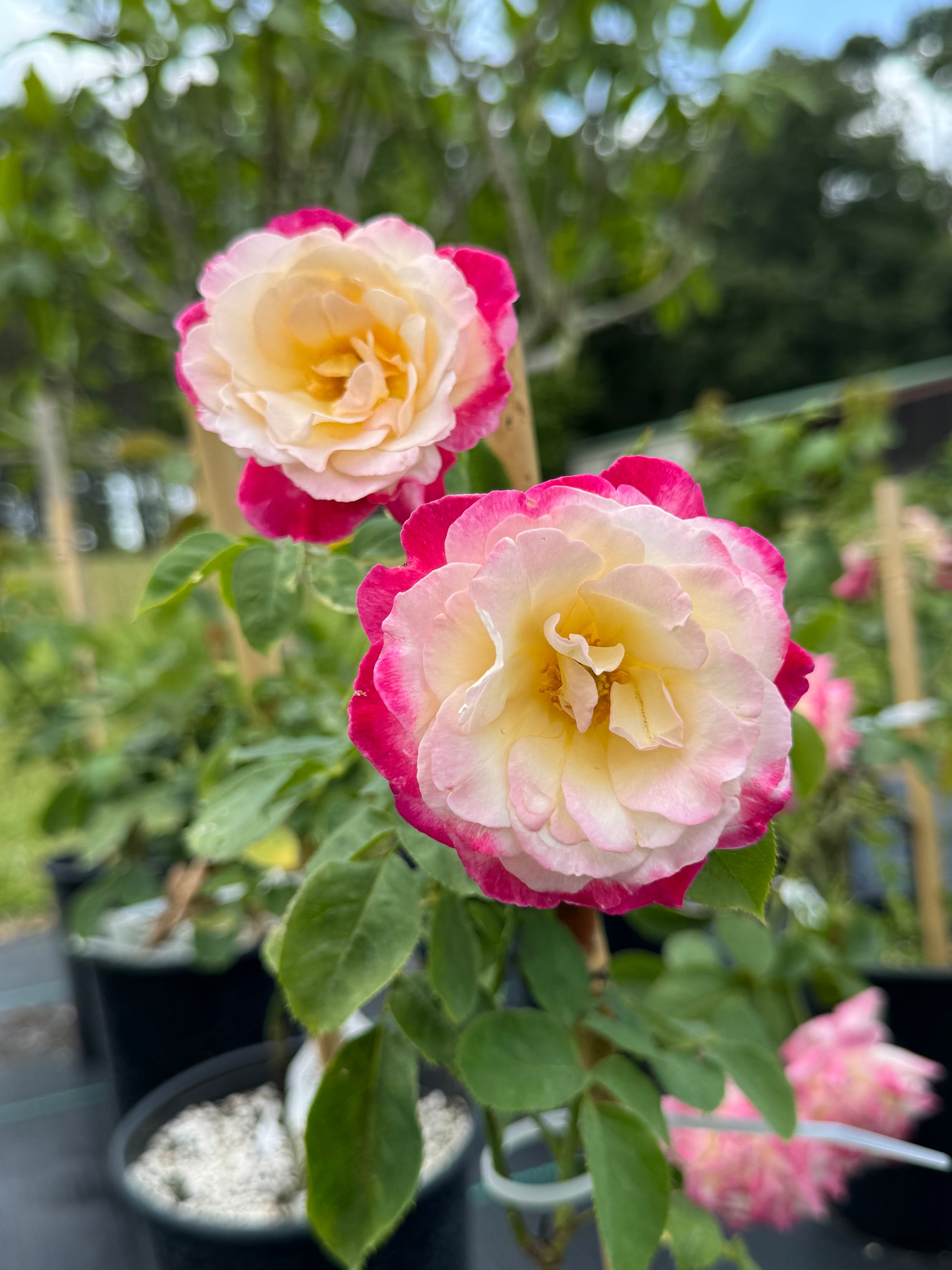 double delight rose seeds Double Delight – Nelson's Southern Roses