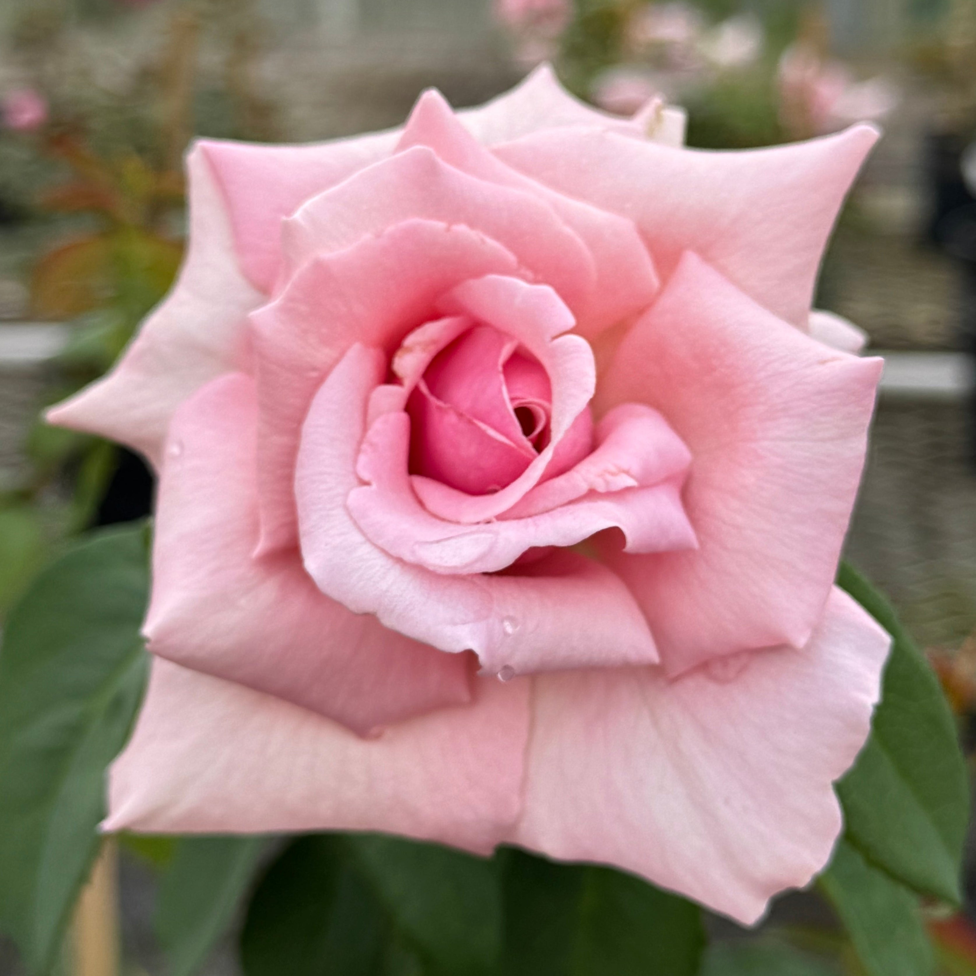 Memorial Day – Nelson's Southern Roses