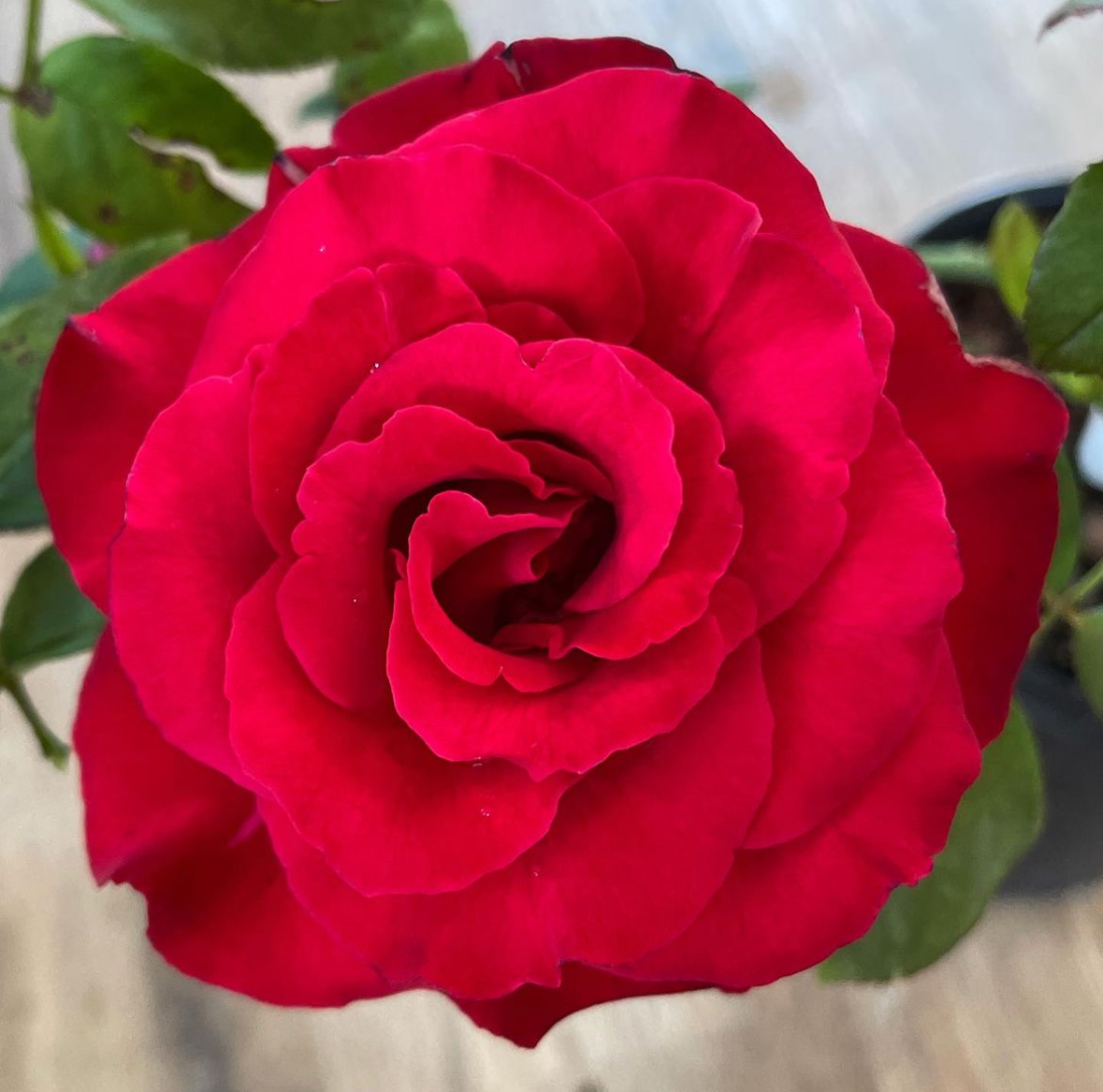 Mr. Caleb – Nelson's Southern Roses