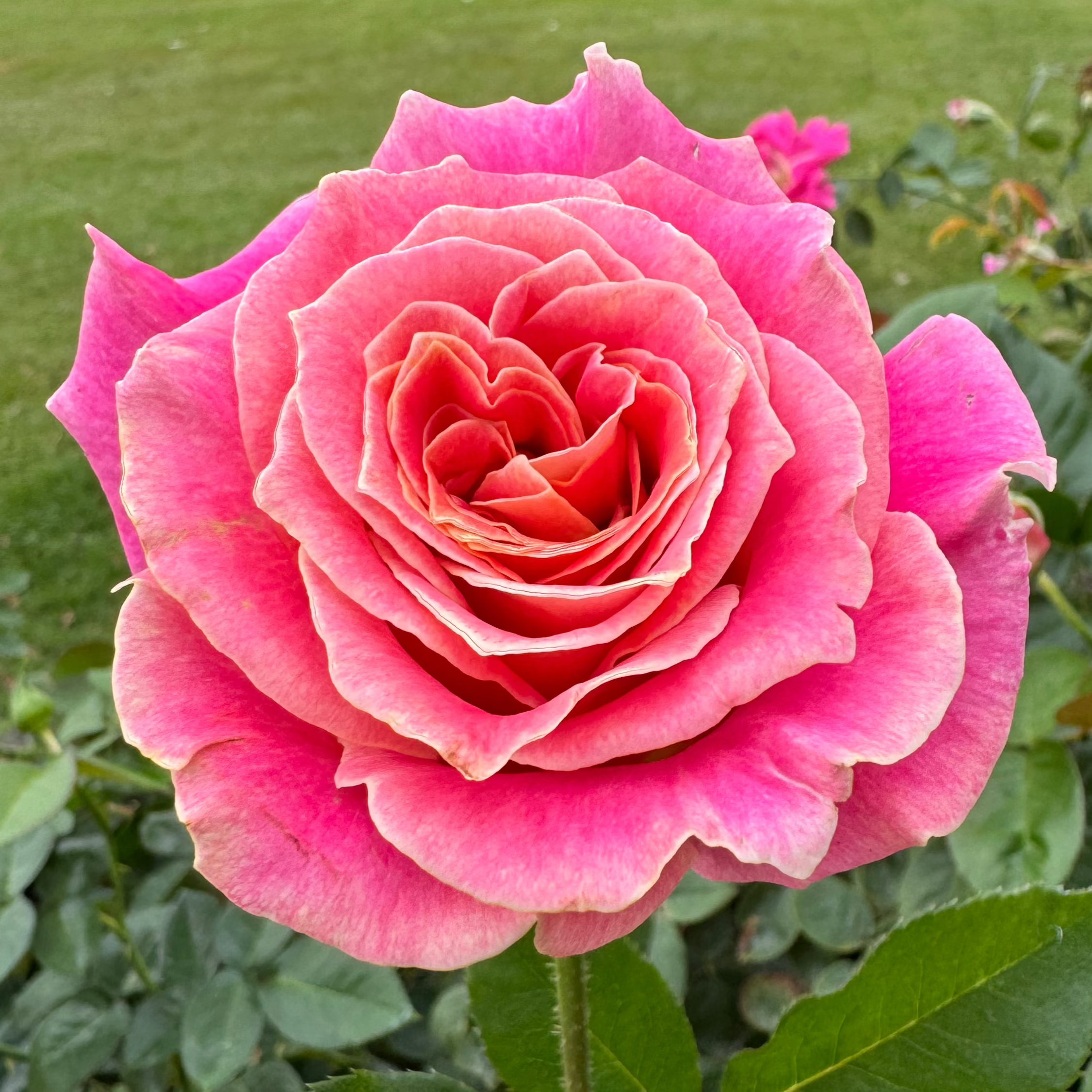 Red Roses Nelson Calico – Nelson's Southern Roses