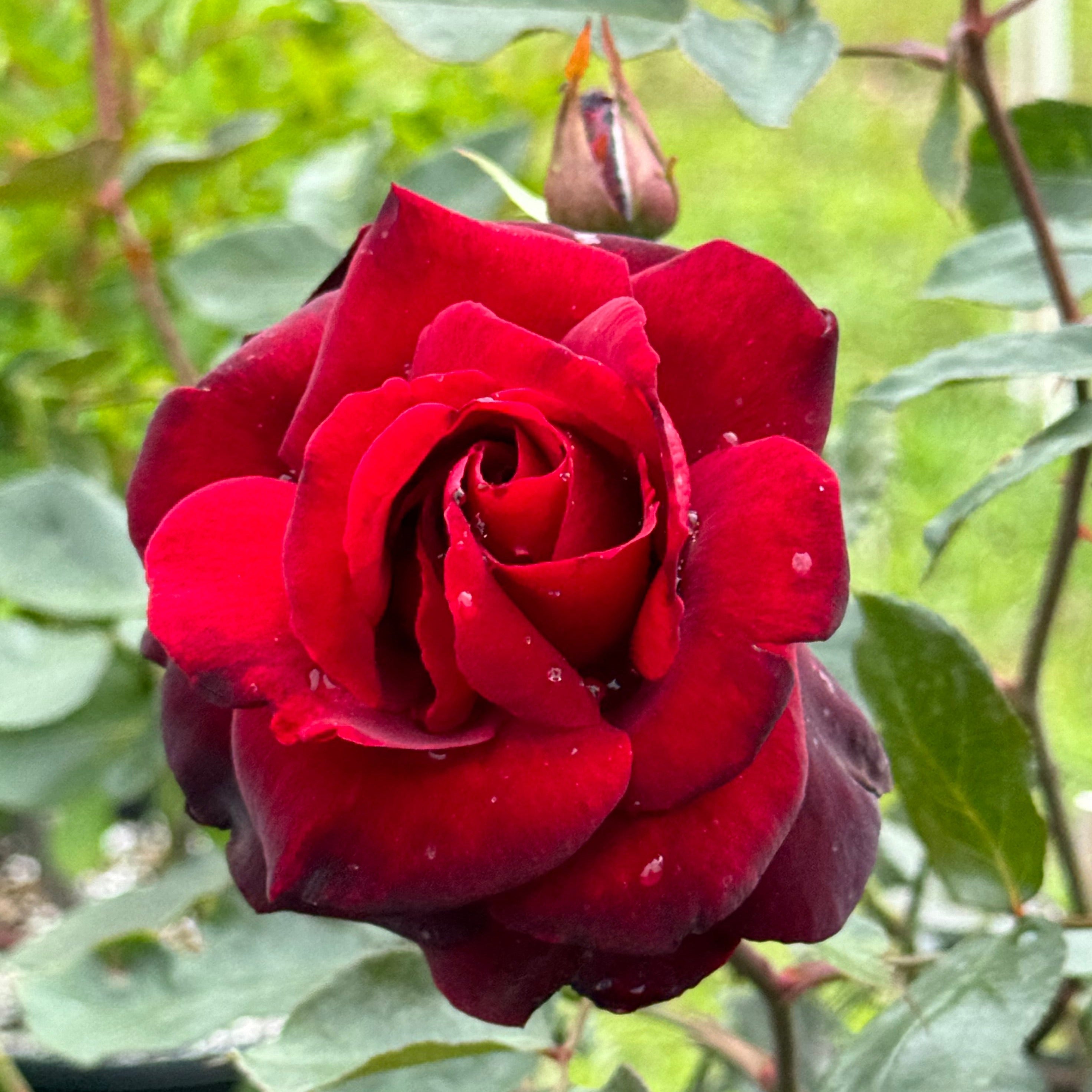 Black Beauty – Nelson's Southern Roses