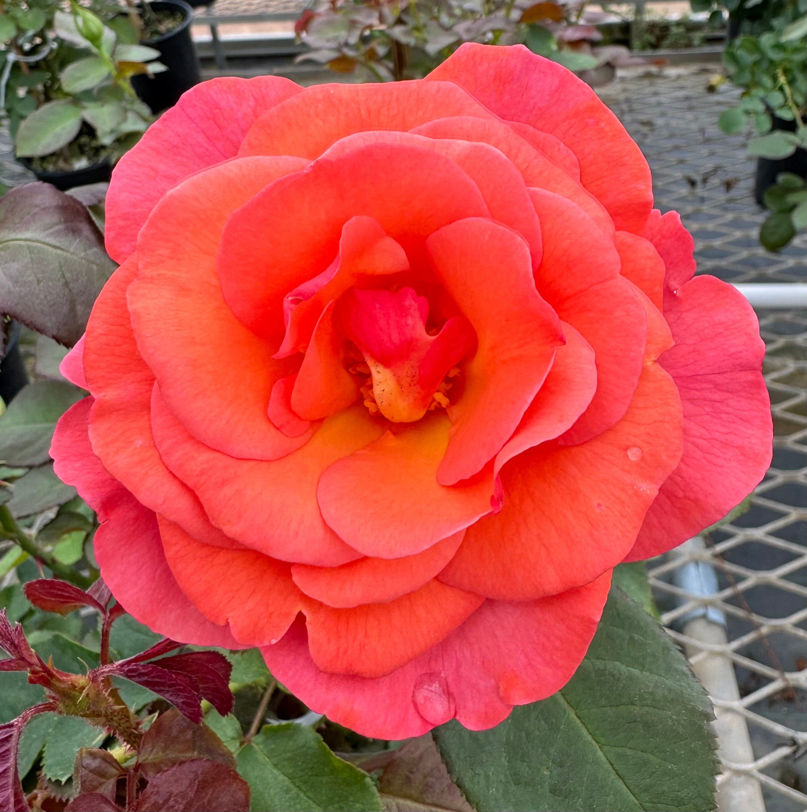 Red Roses Nelson Colorific – Nelson's Southern Roses