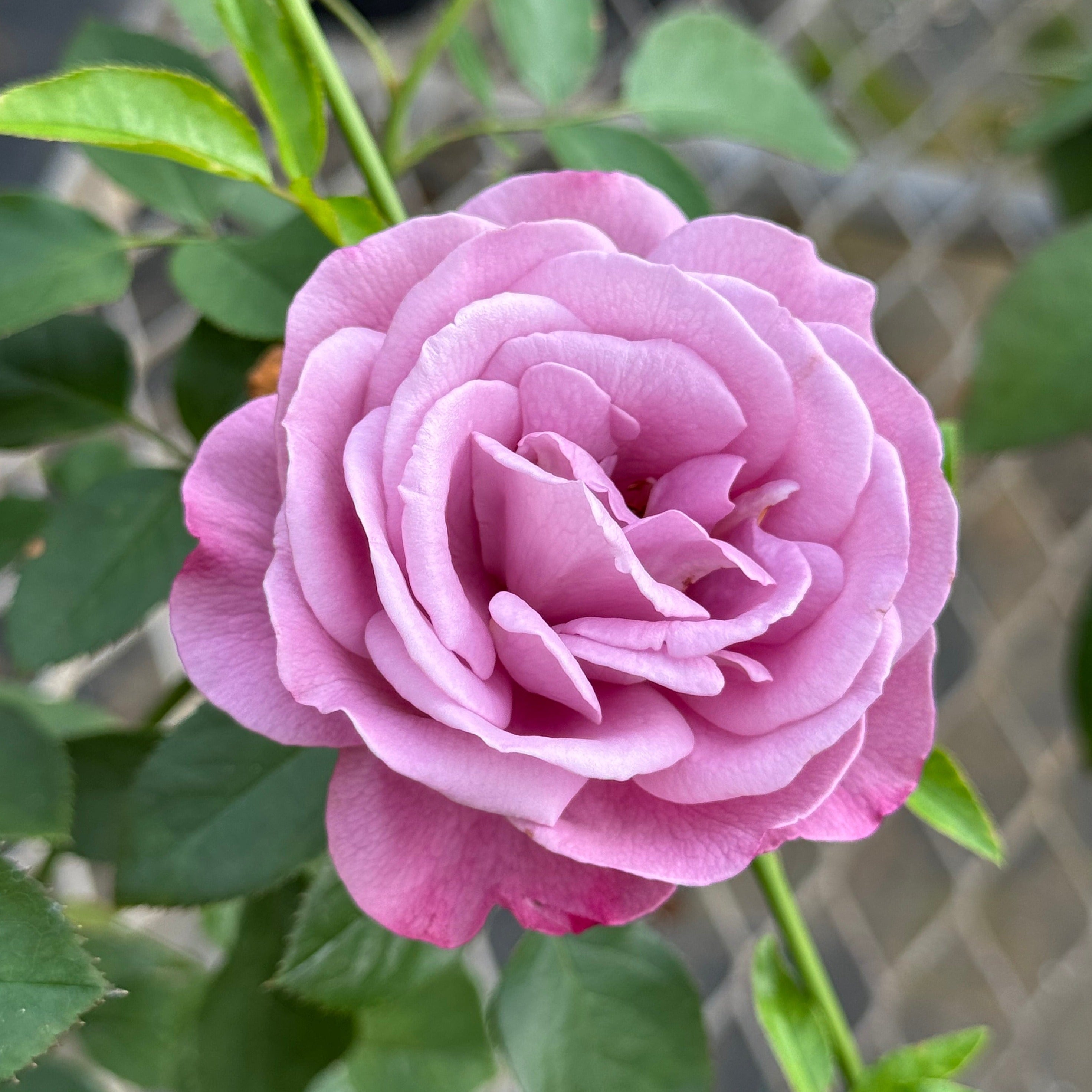 Blue River – Nelson's Southern Roses