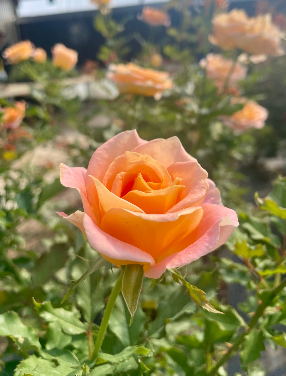 Flo Nelson – Nelson's Southern Roses