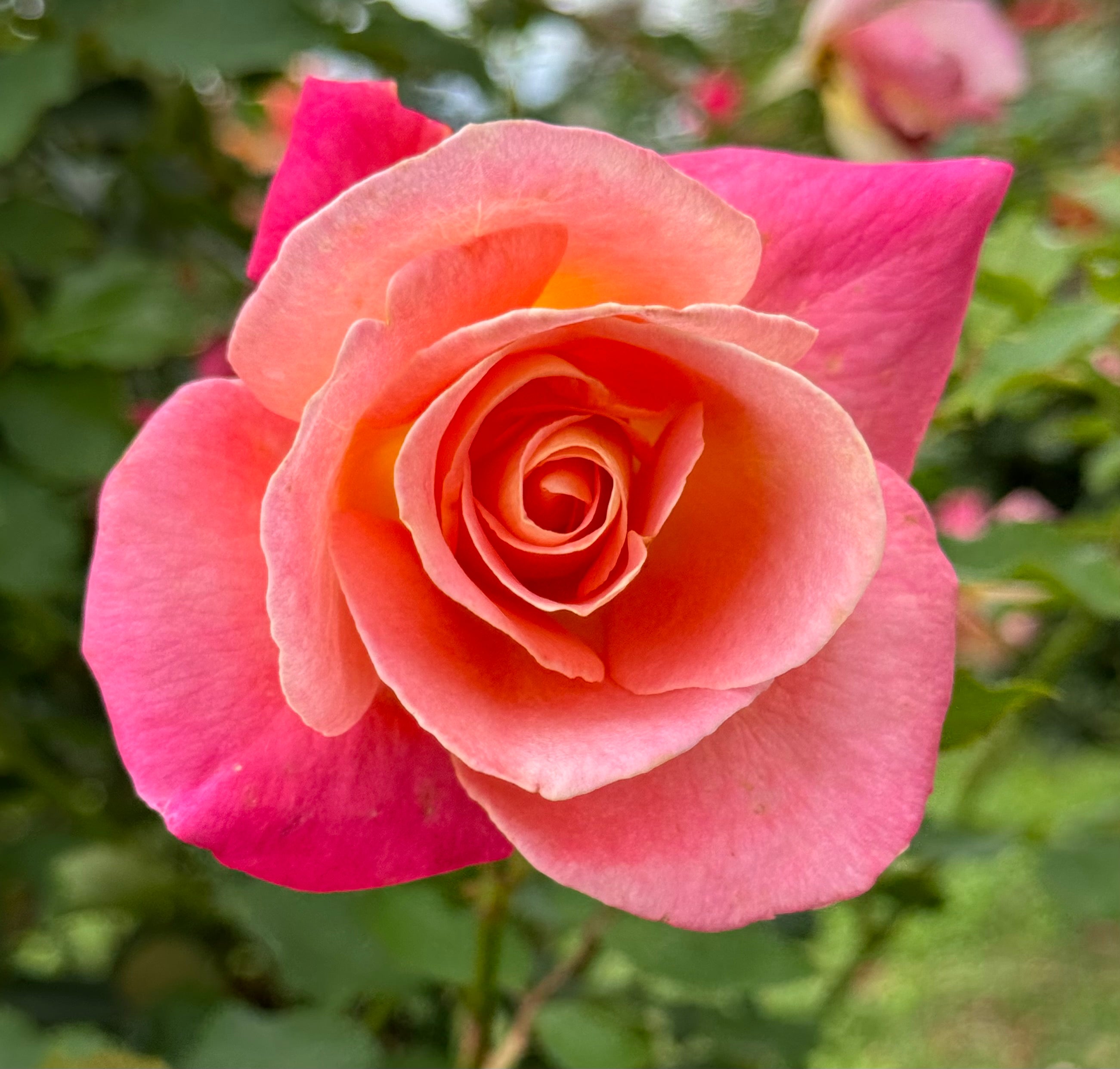 Granada – Nelson's Southern Roses