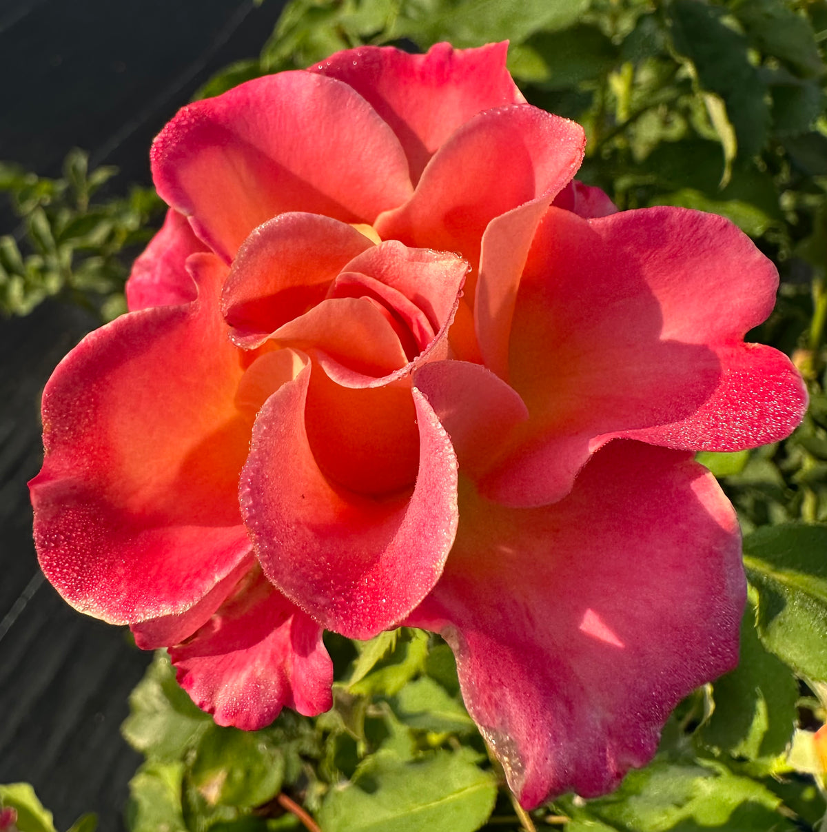 Southern Roses Notes Granada – Nelson's Southern Roses