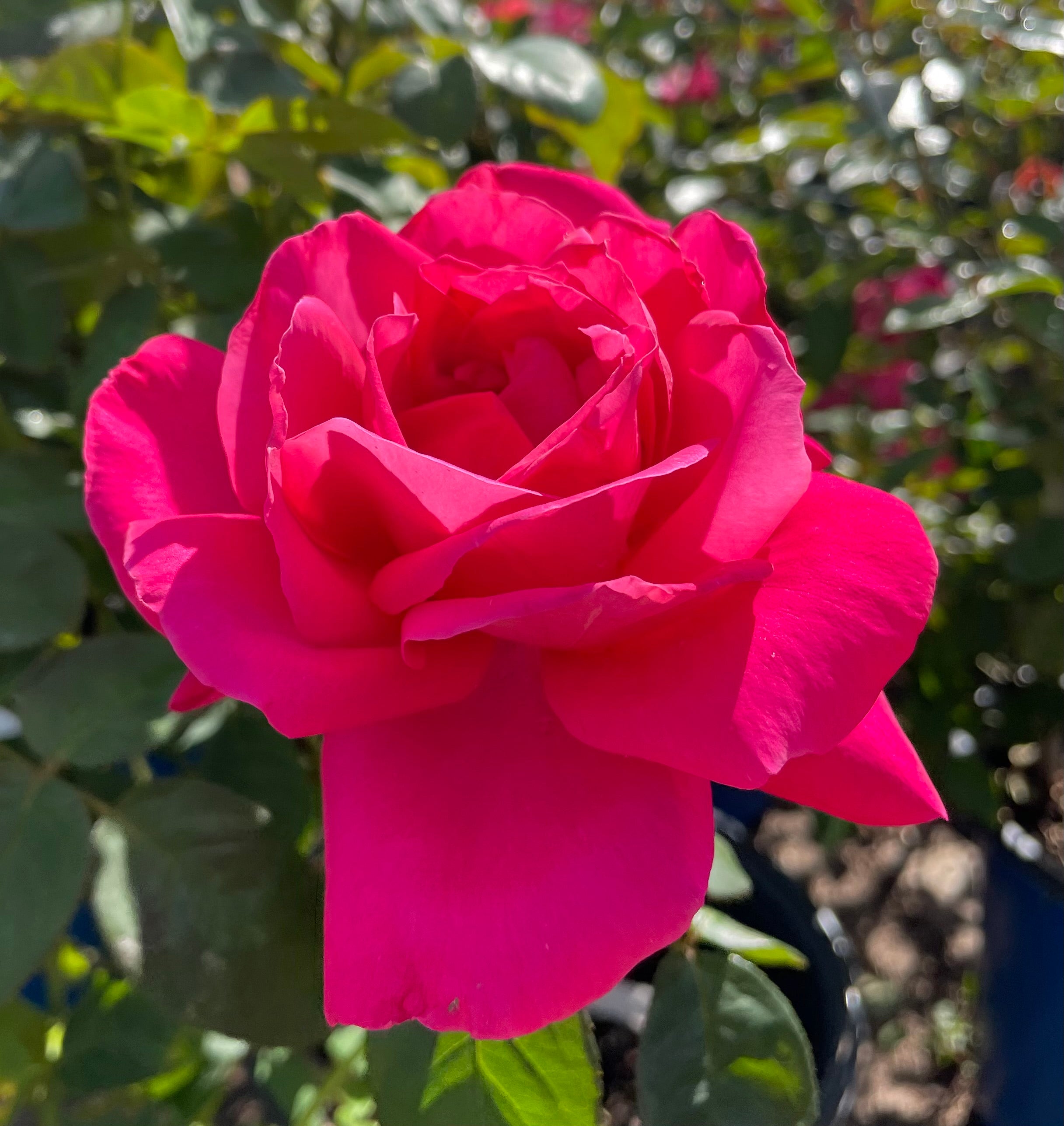 Grande Dame – Nelson's Southern Roses