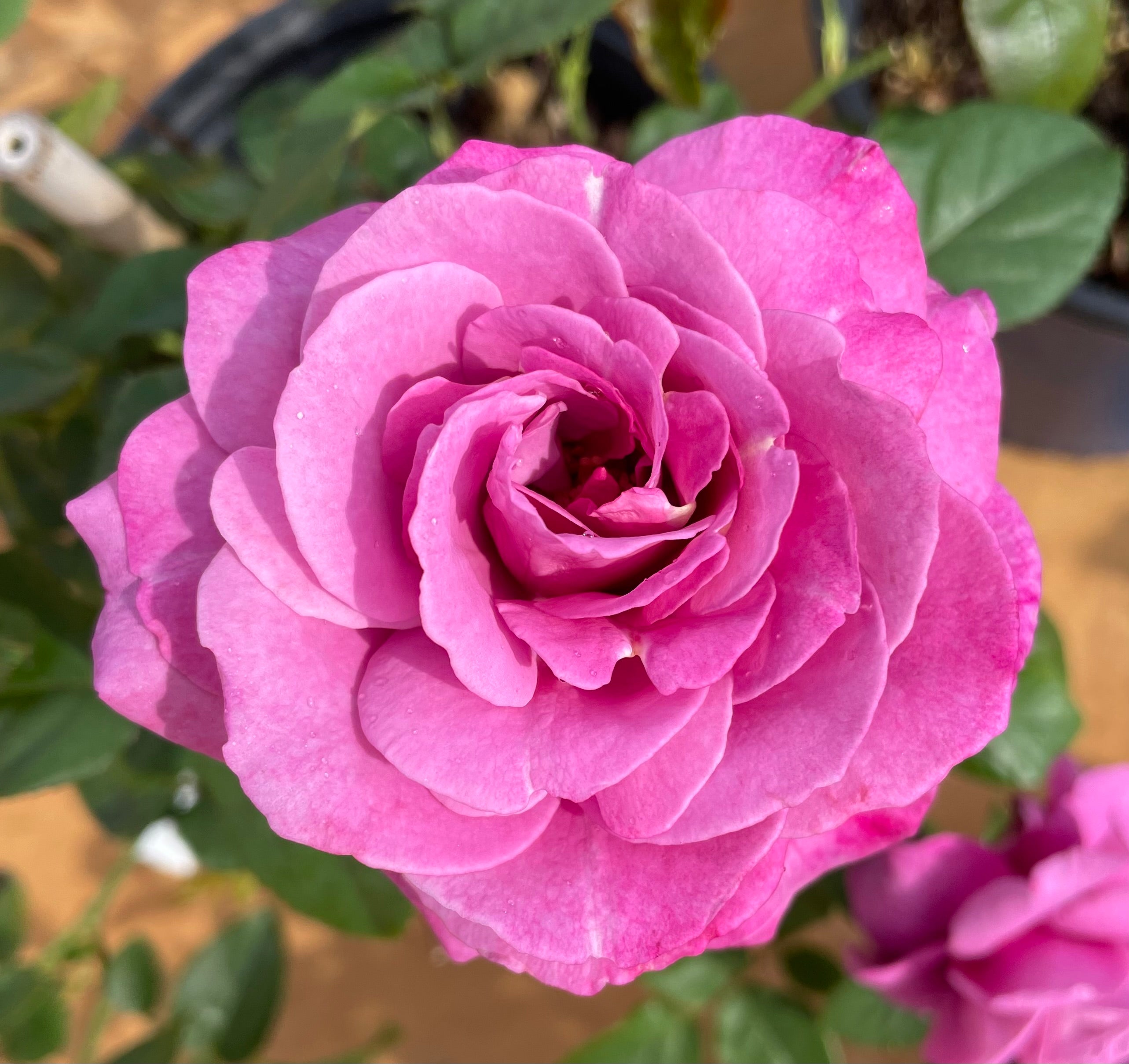 Heirloom – Nelson's Southern Roses
