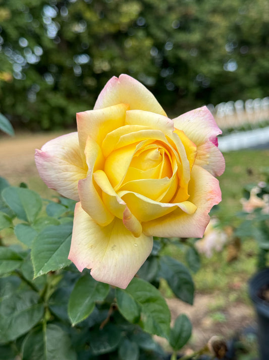 Red Roses Nelson Hybrid Tea – Page 3 – Nelson's Southern Roses