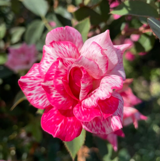Family Collection – Nelson's Southern Roses