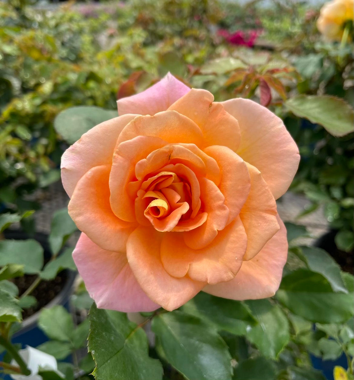 Flo Nelson – Nelson's Southern Roses