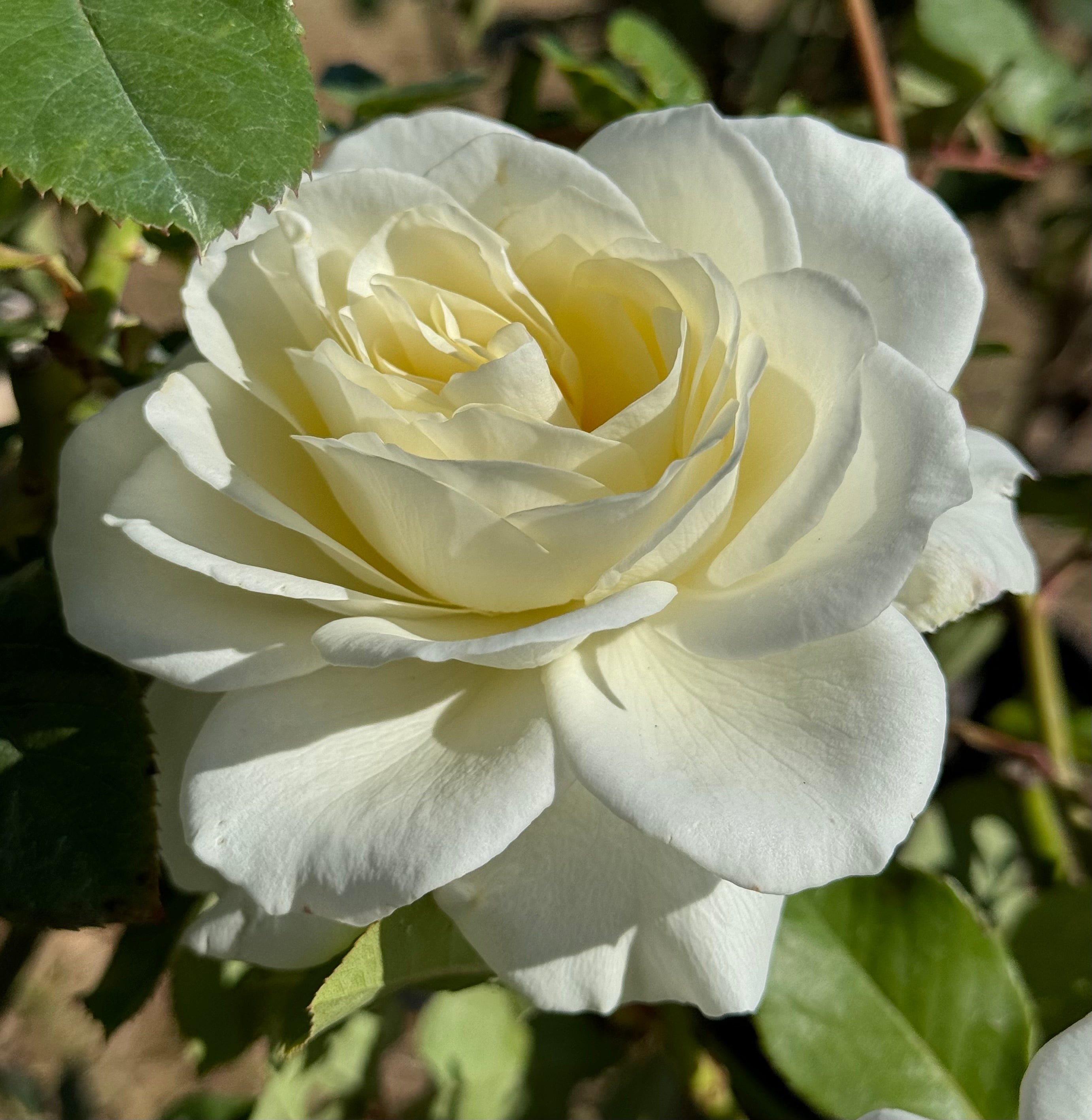 Southern Roses Notes Shrubs – Nelson's Southern Roses
