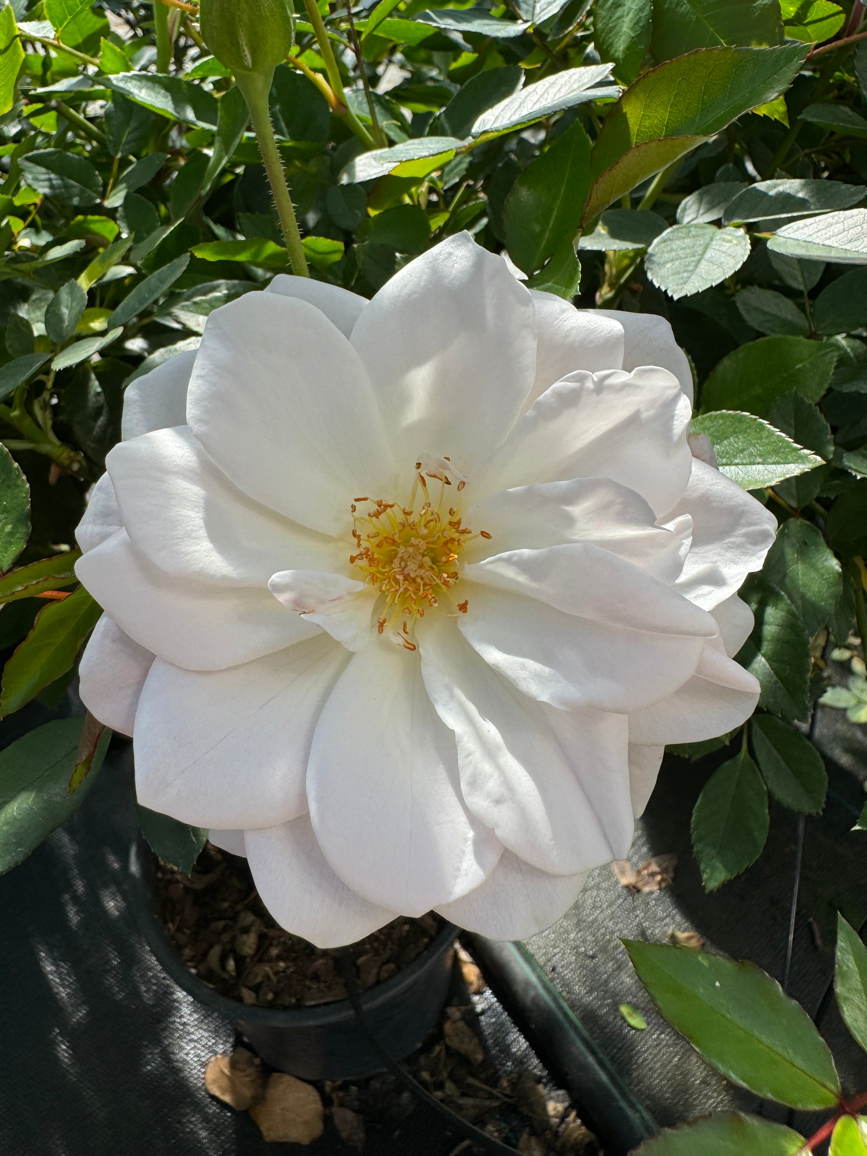 Southern Roses Notes Iceberg – Nelson's Southern Roses