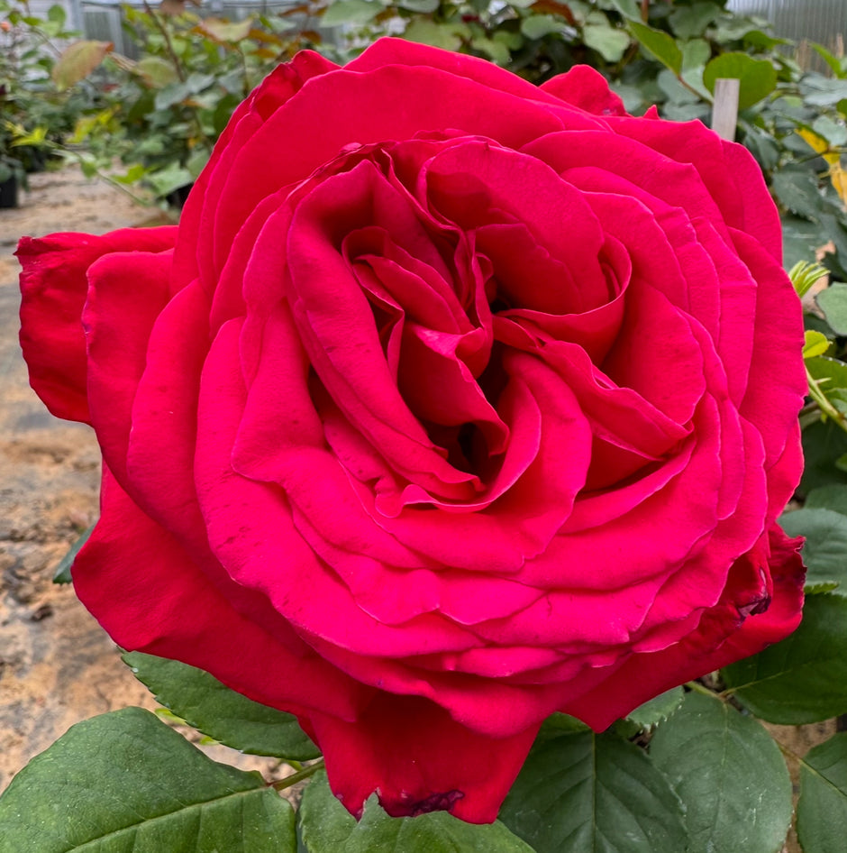Southern Roses Notes Hybrid Tea – Nelson's Southern Roses