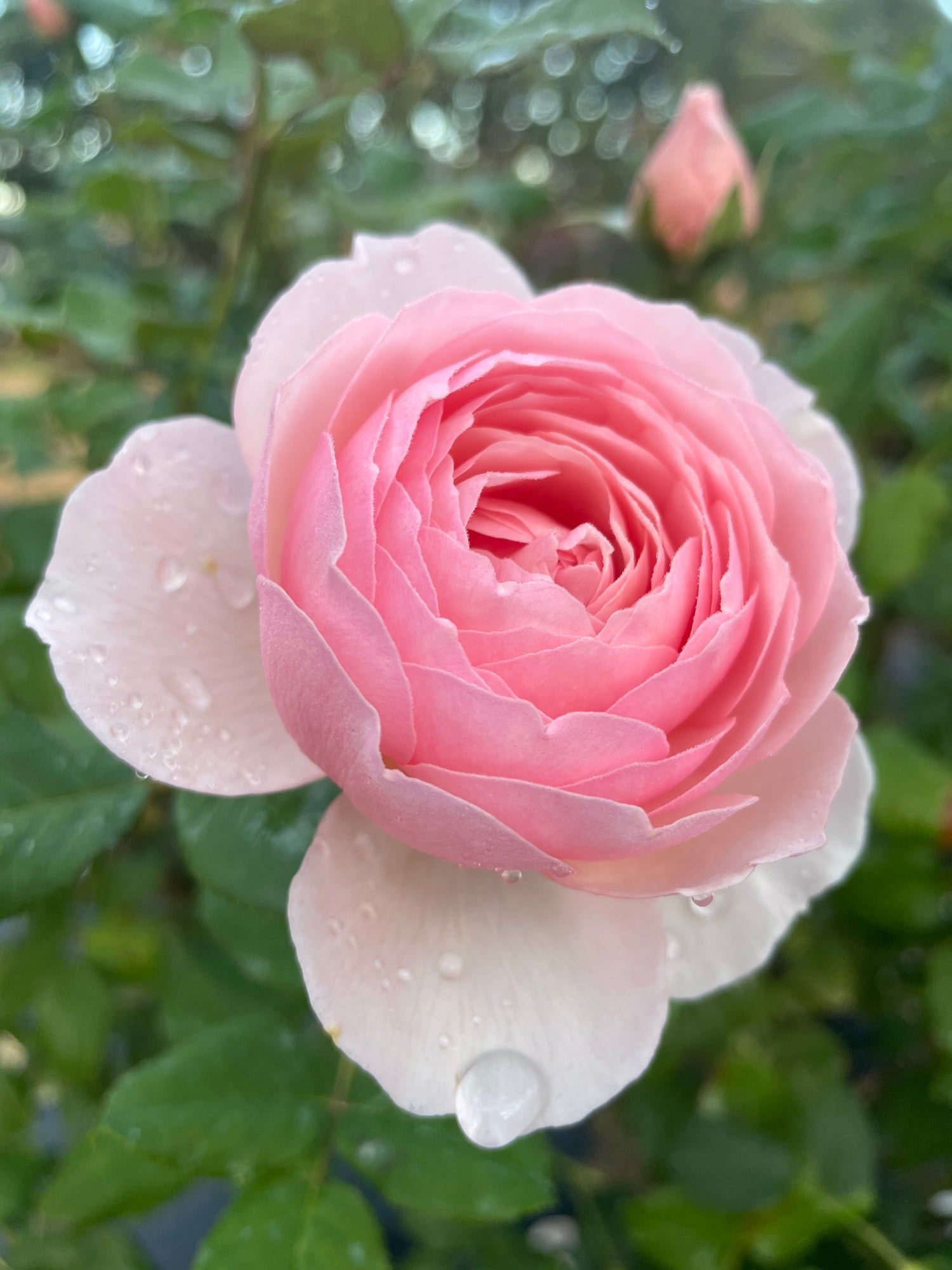 Collections – Nelson's Southern Roses