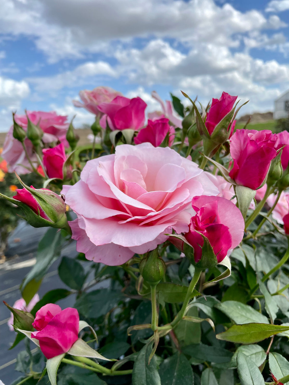 Our Lady of Guadalupe – Nelson's Southern Roses